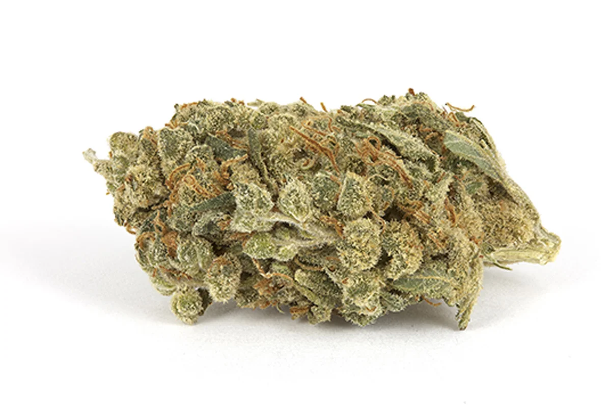 Not a real bud