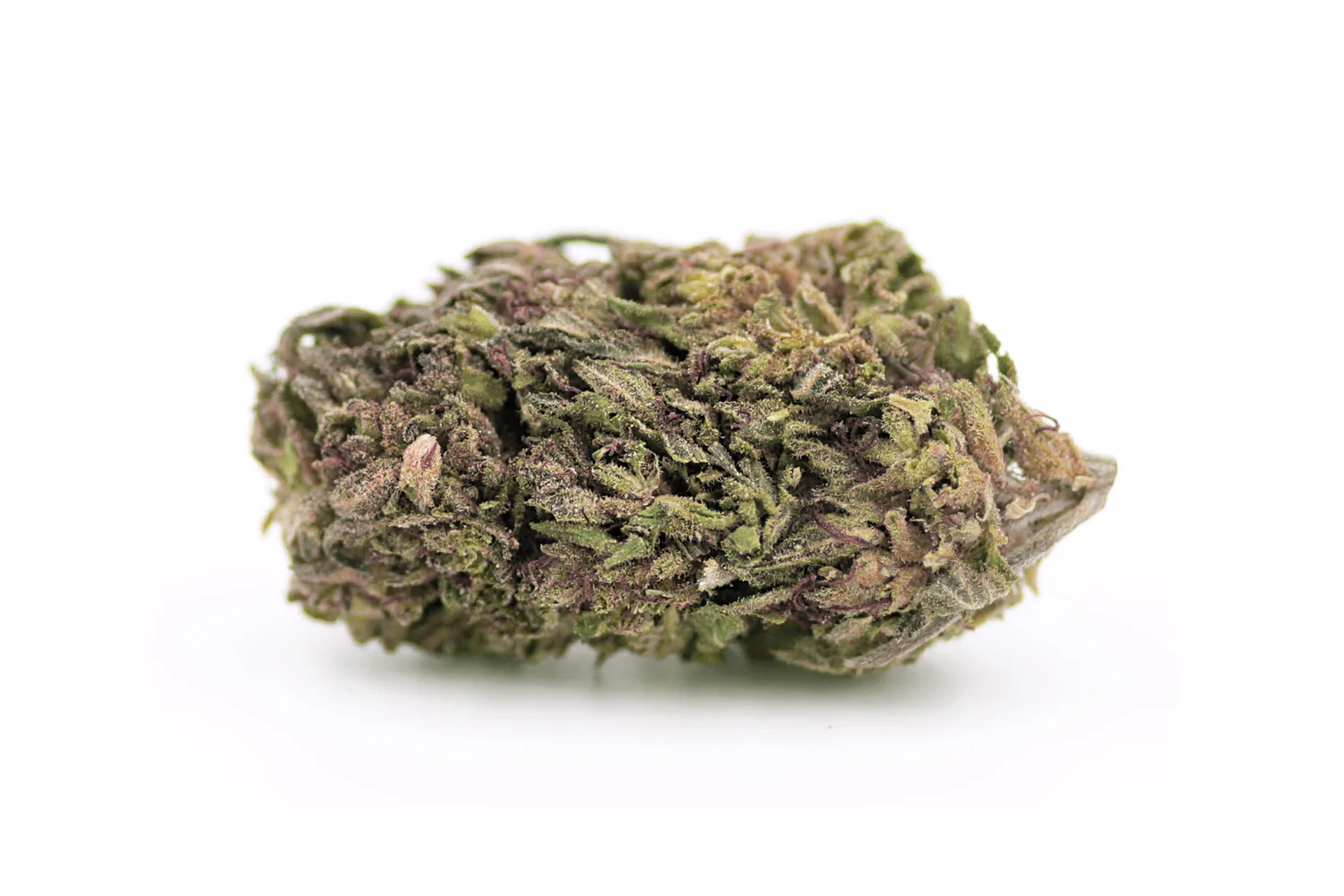 Afghan Nova