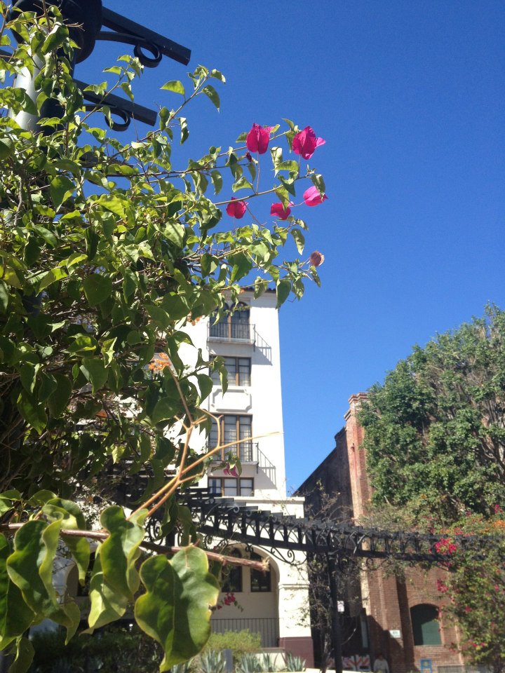 Bougainvillea on Olvera Street