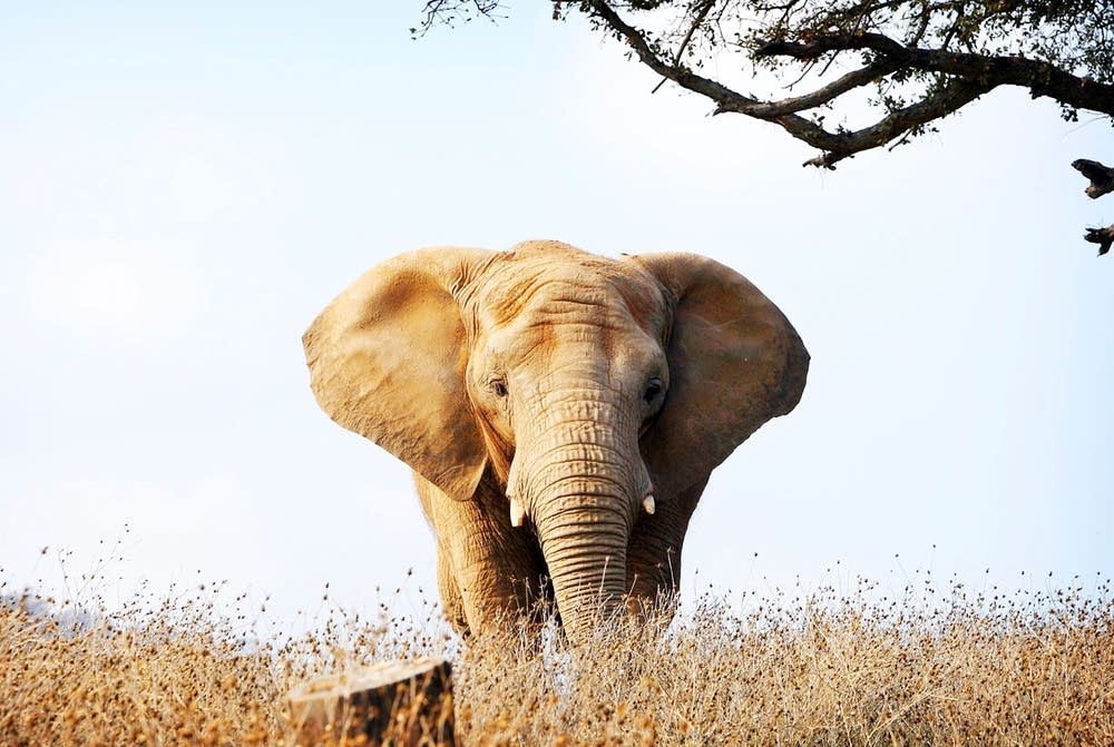 All elephant images from An Apology to Elephants documentary