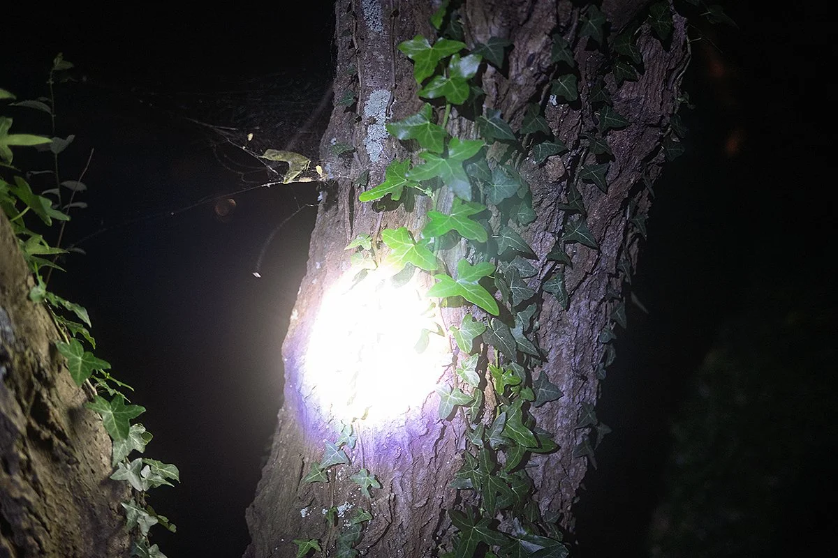 Follow The Light #1, 2025