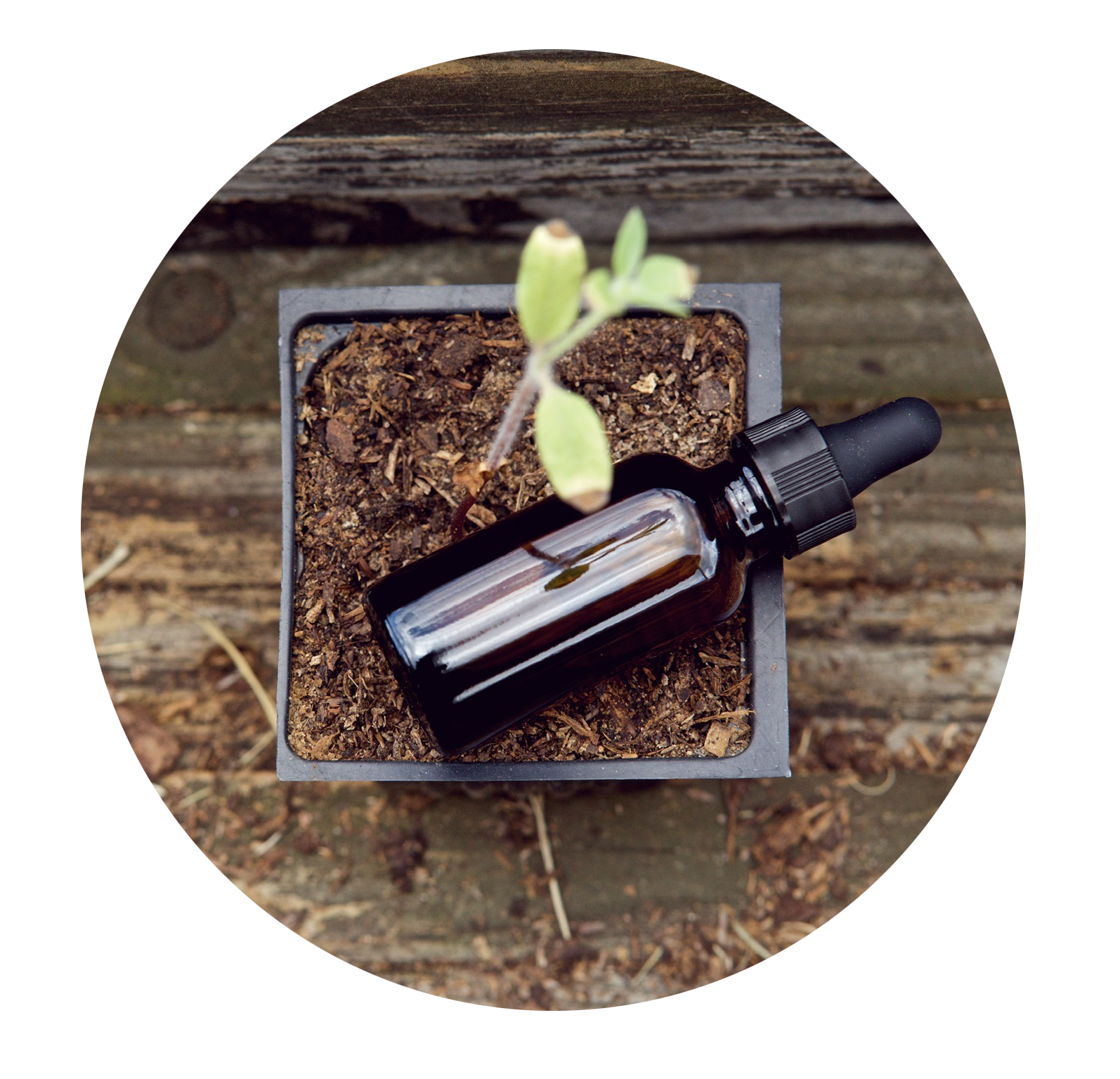 cbd bottle next to plant.png