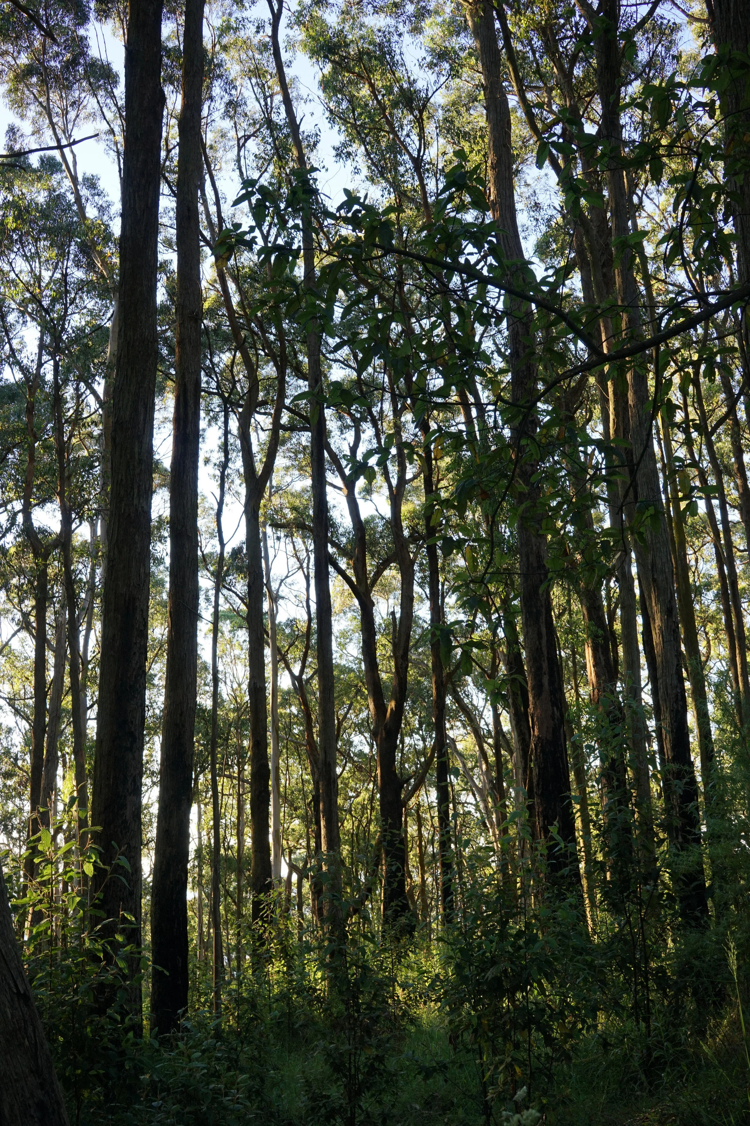 Just when I thought it was not to be Holiest of mysteries; it's all green And everything that I have planted is grown And all I need is time, earth, water, and the sunlight Lost in your wonderland Green aphrodisiac The same thing that grows in the garden Flows in me, ooh - green aphrodisiac, corinne bailey rae 