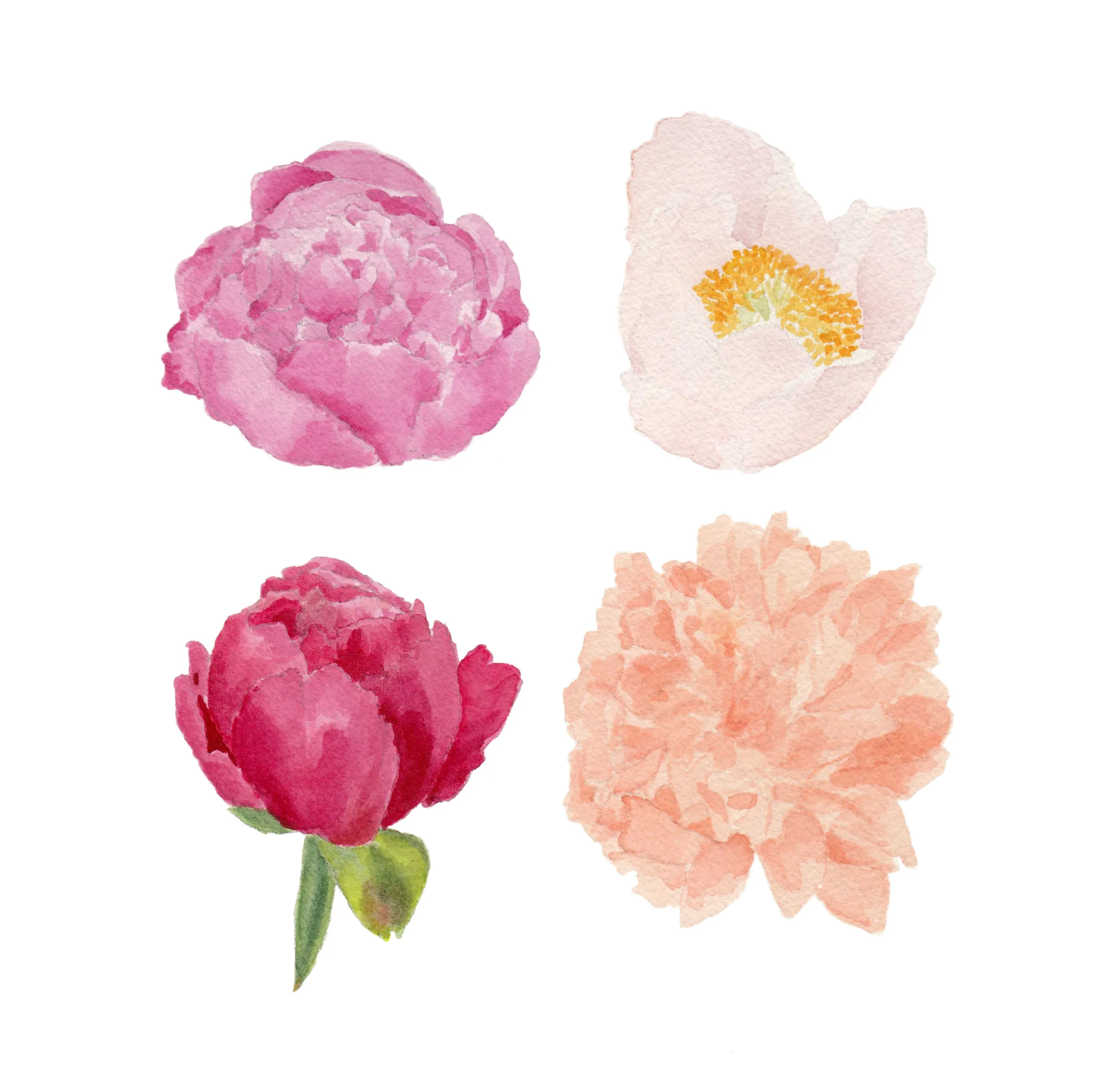 peonies.jpg