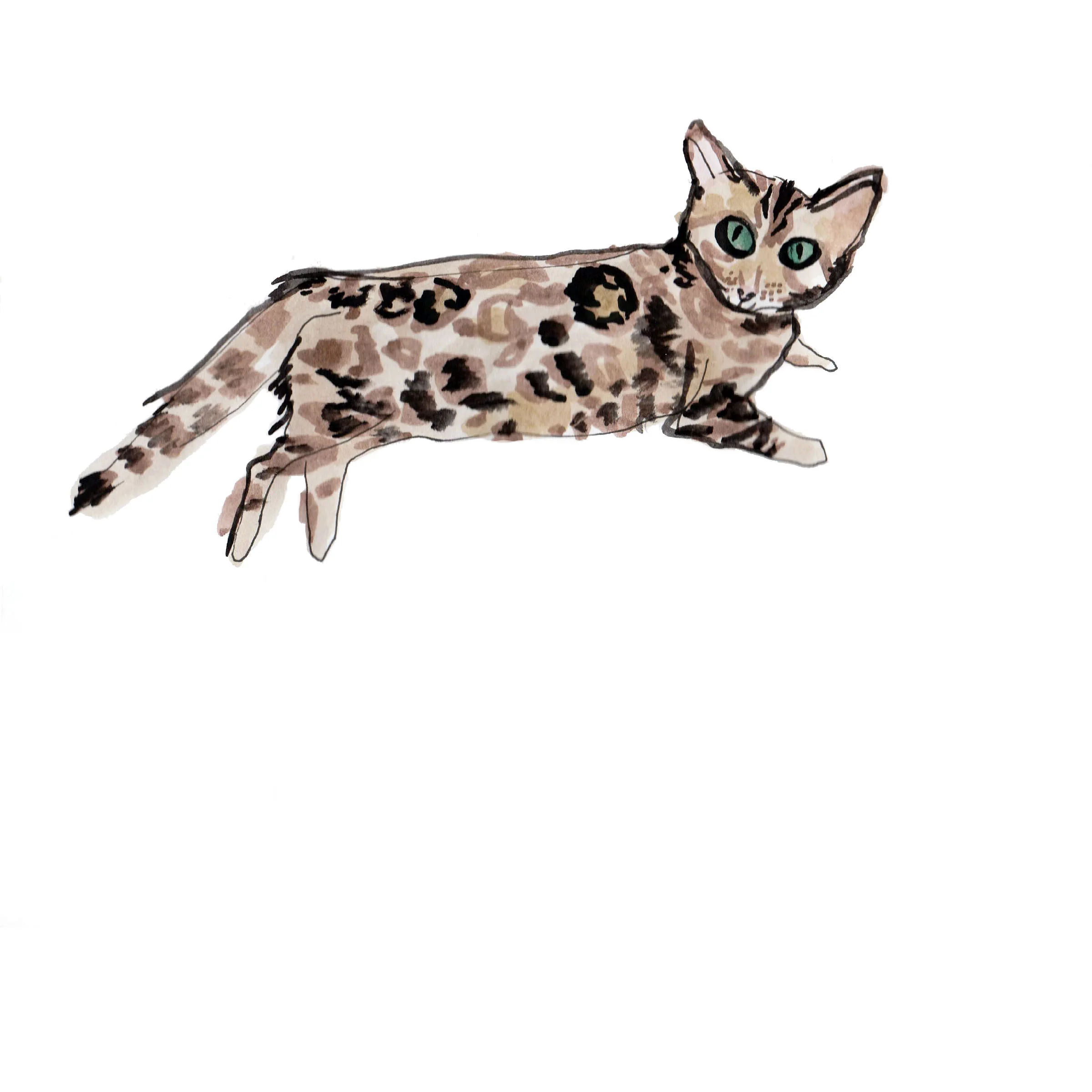 Cat for pattern.jpg