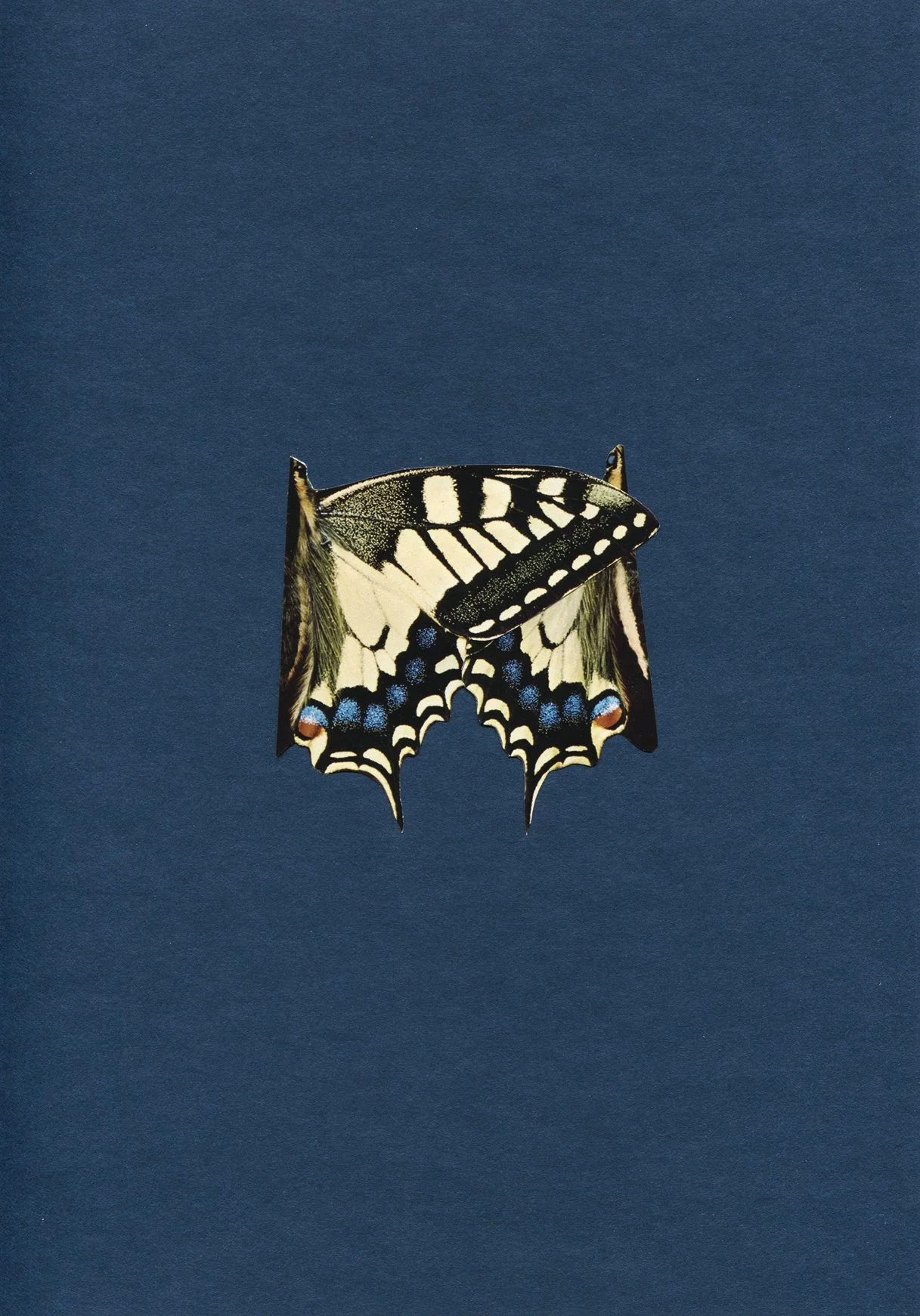 Butterfly_2019_KerstinDeinert.jpg