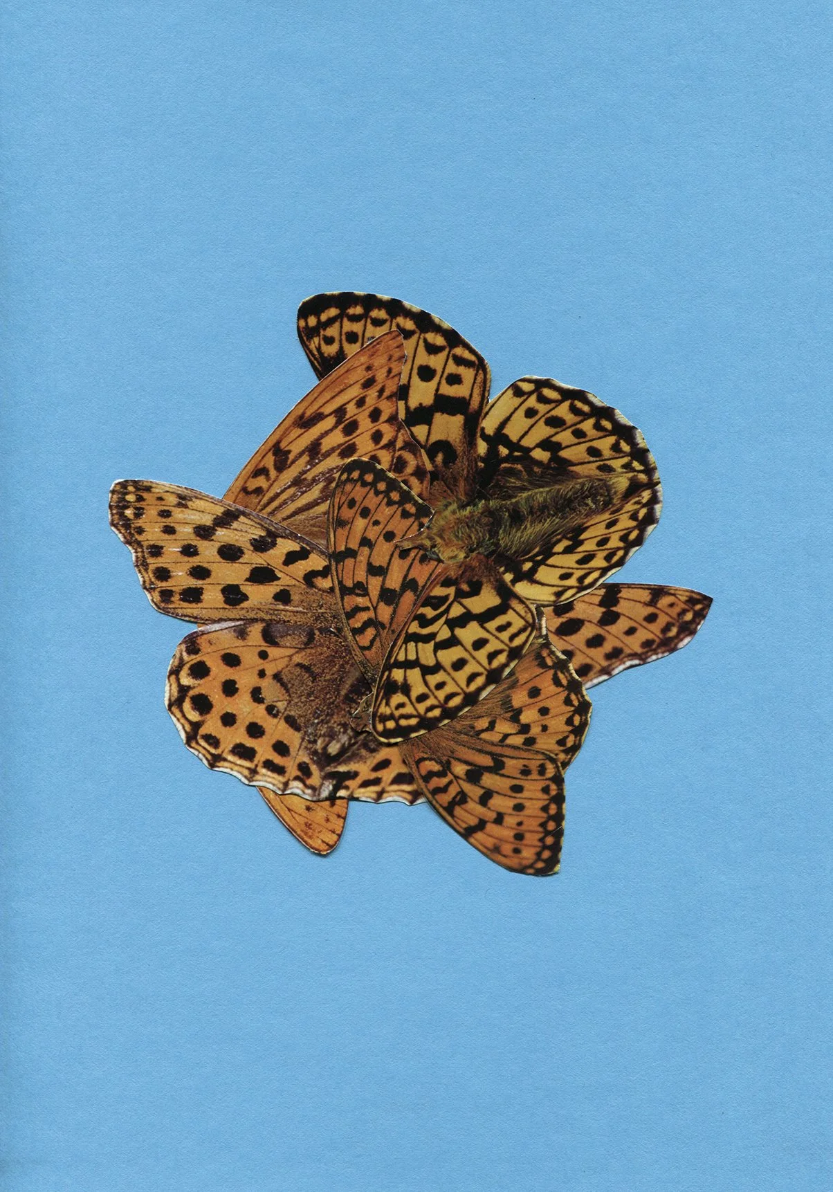Butterflies_2019_KerstinDeinert.jpg