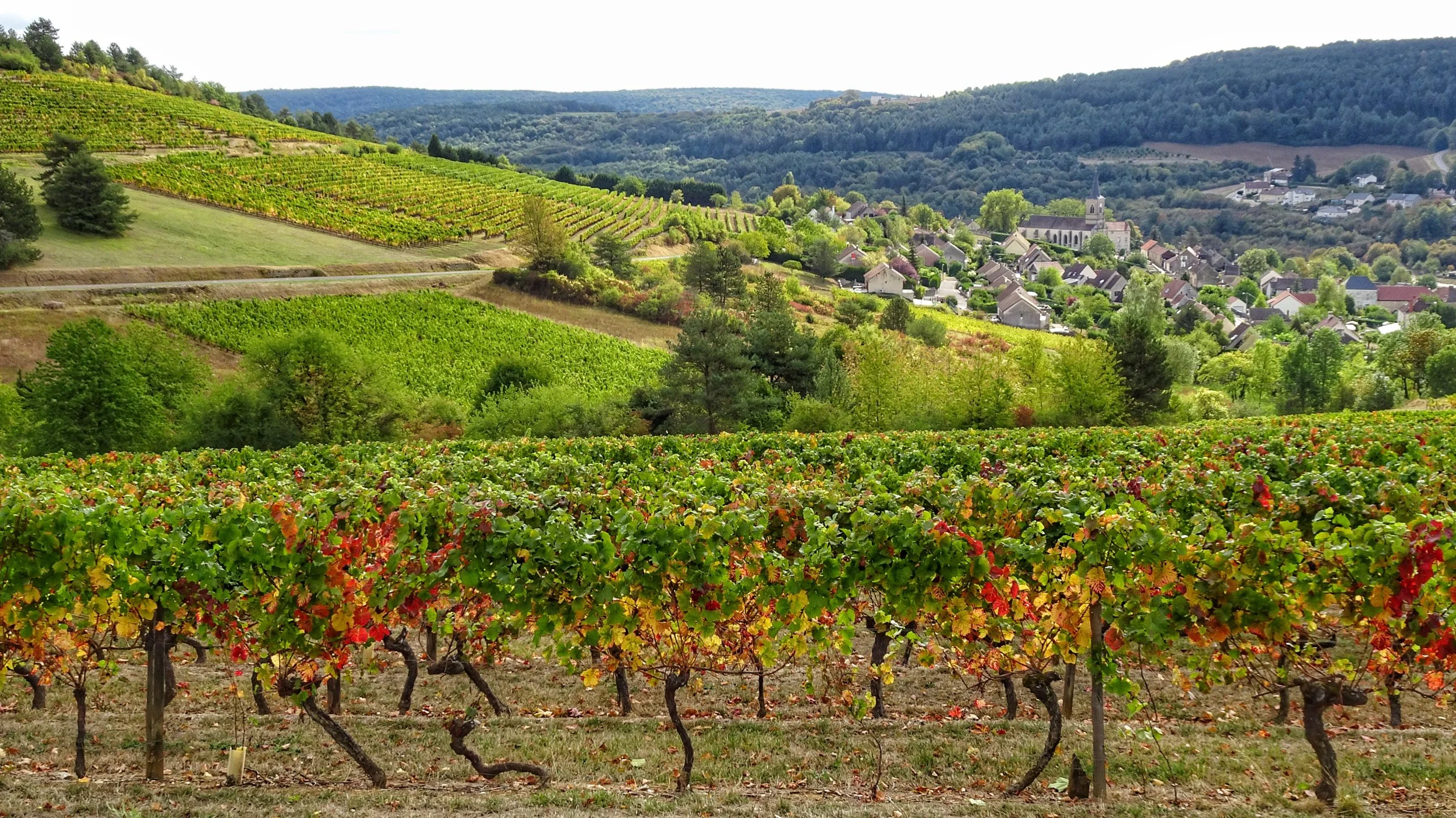 Arcenant vines2.jpg