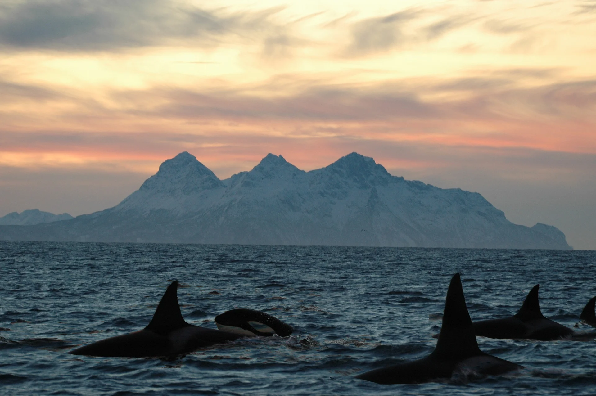 orca-2358366_1920.jpg