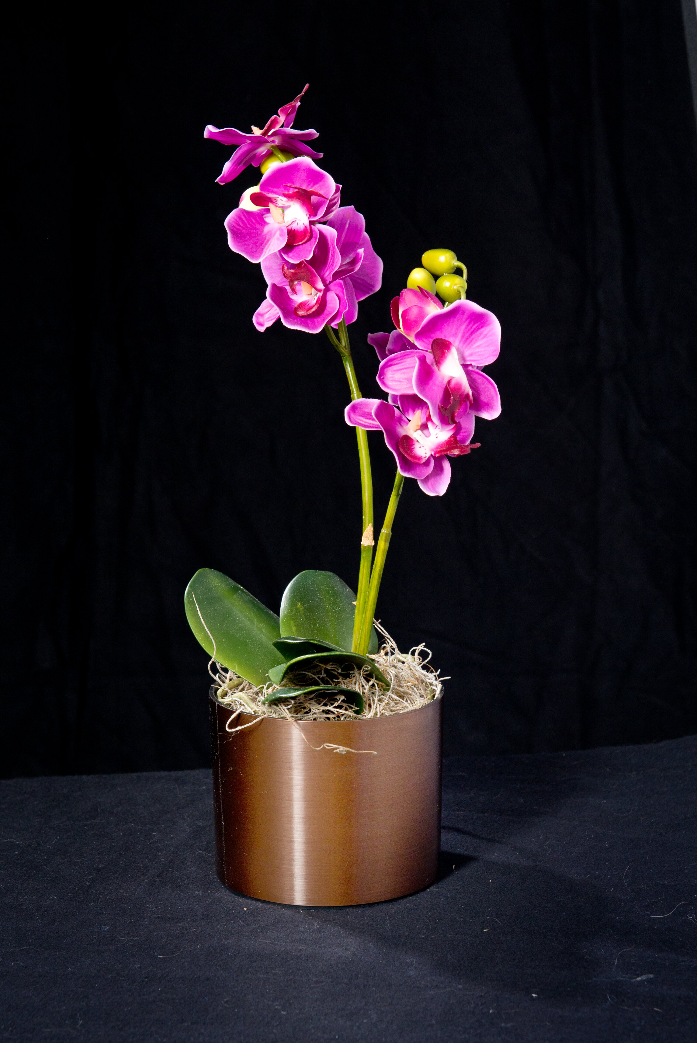 orchid3.jpg