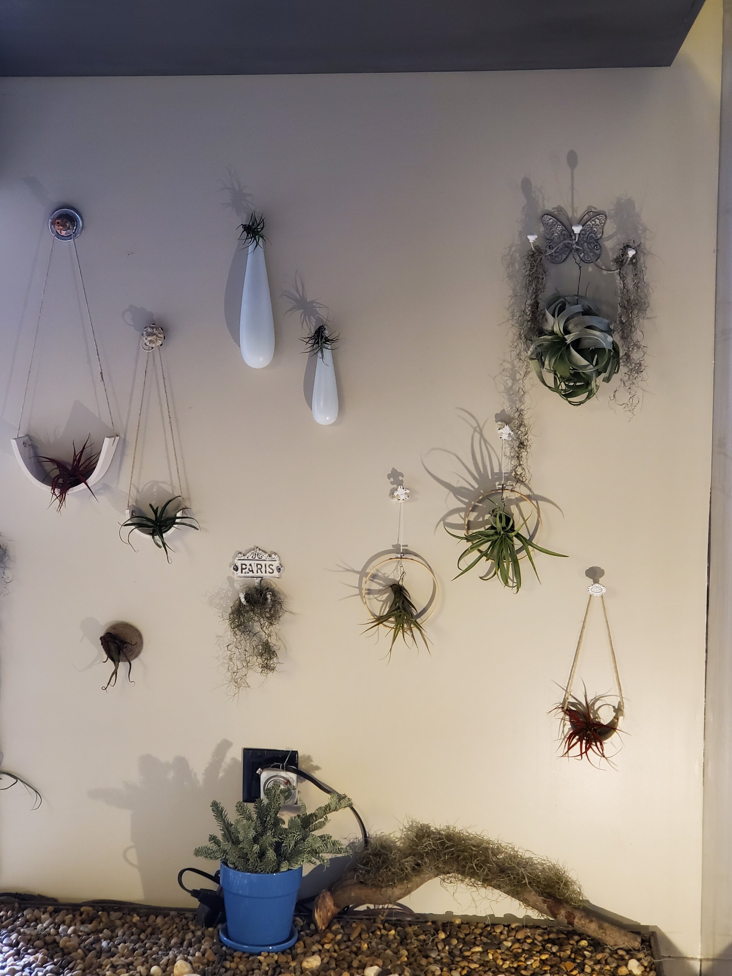 AirPlants-2.jpg