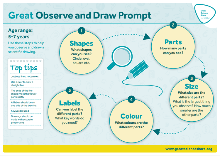 Observe and Draw Prompt — The Great Science Share for Schools