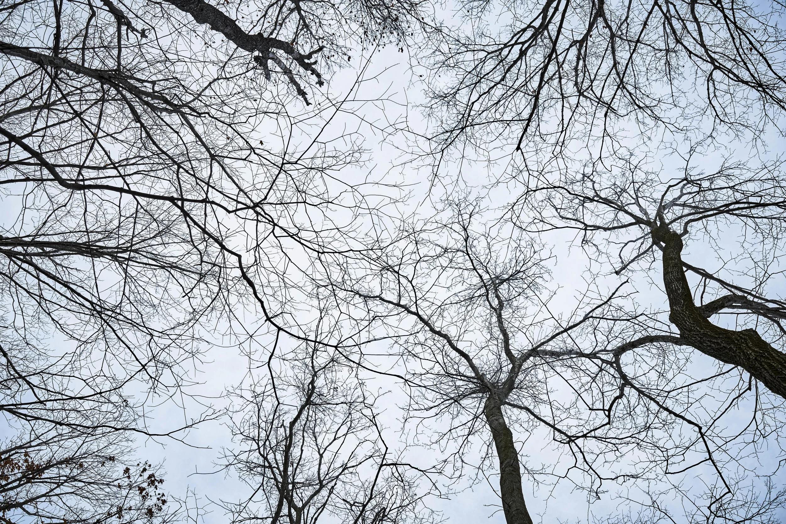 sky trees (1 of 1).jpg