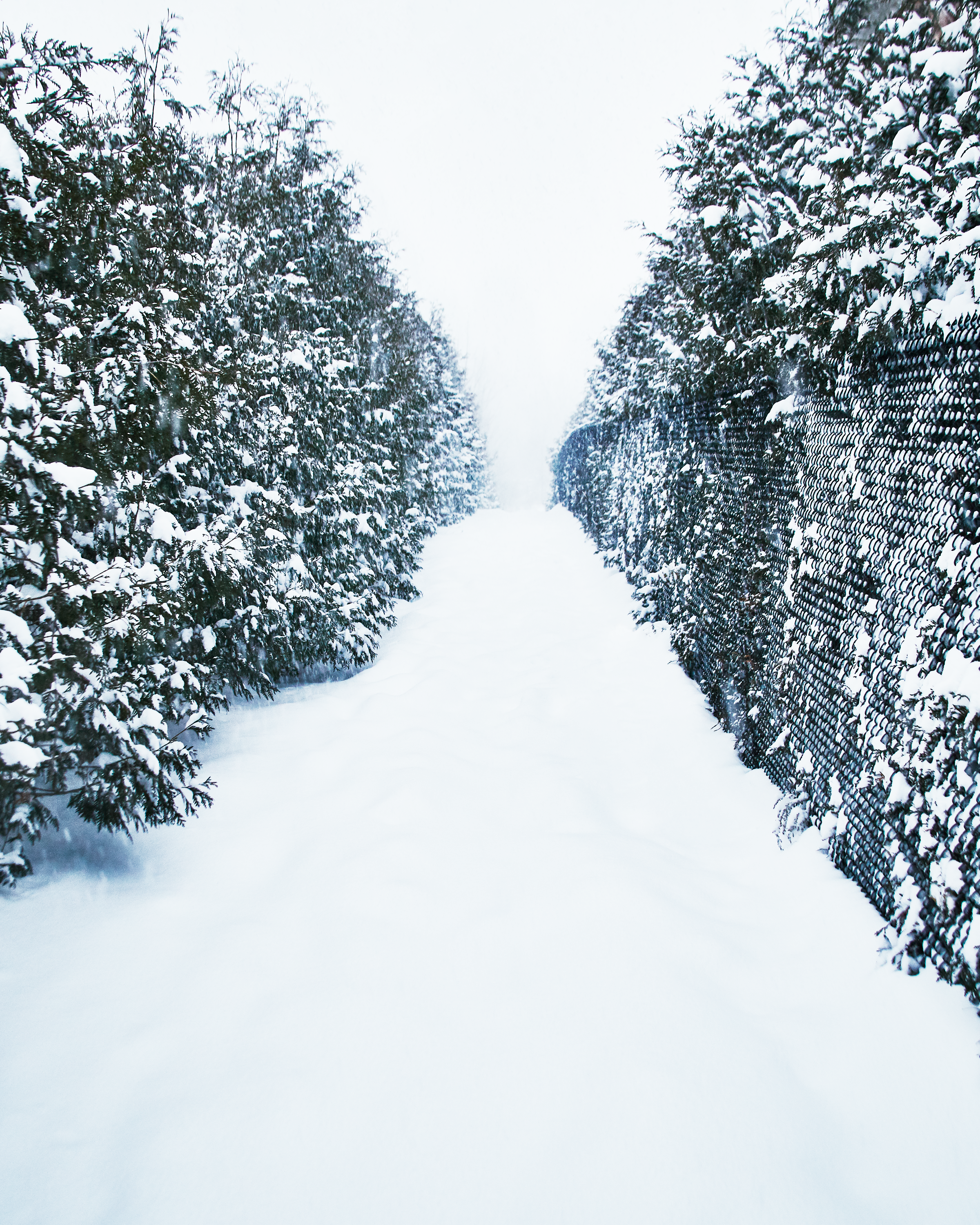 Snow fall 2016 2.jpg