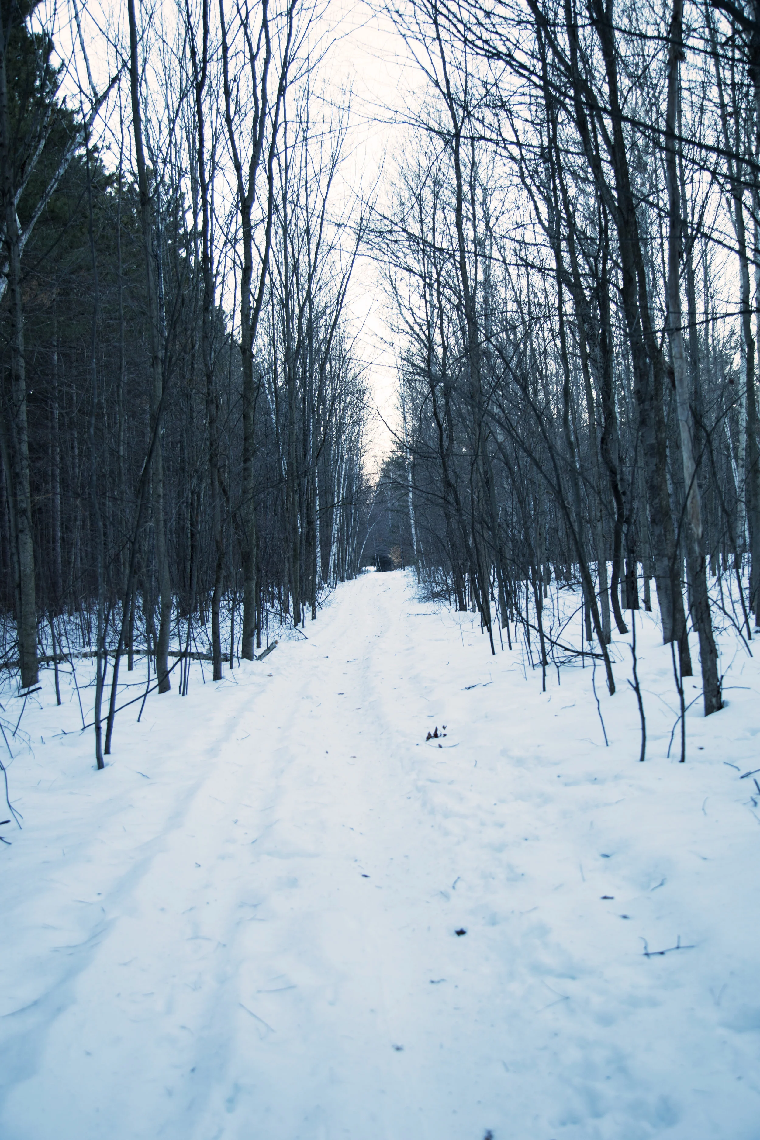 winter trail in ottawa.jpg