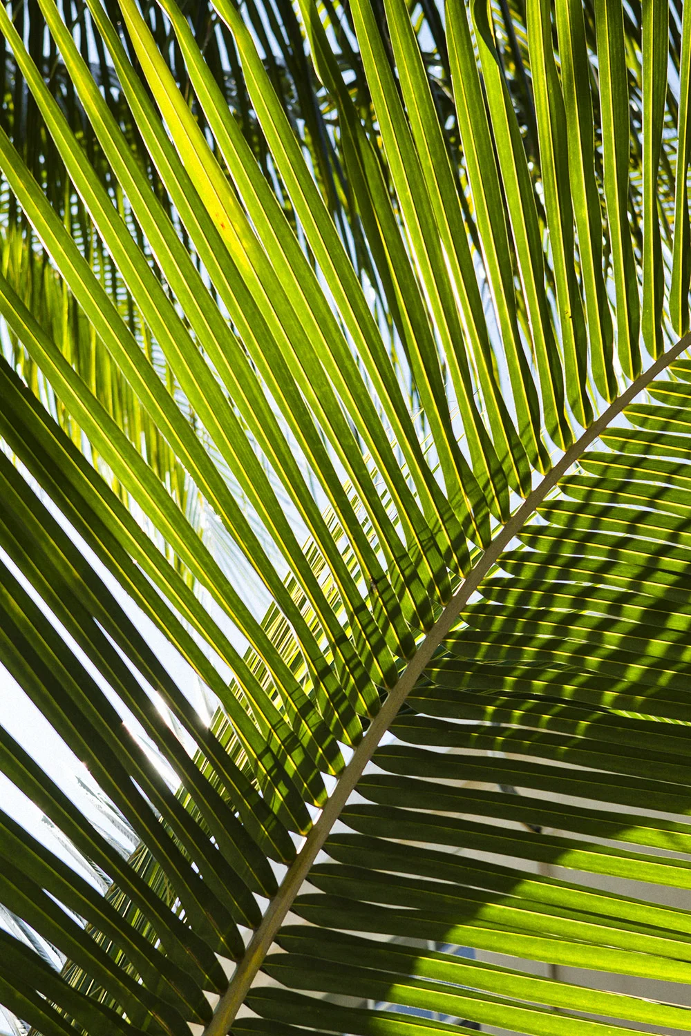 bahamas_set2_09.jpg