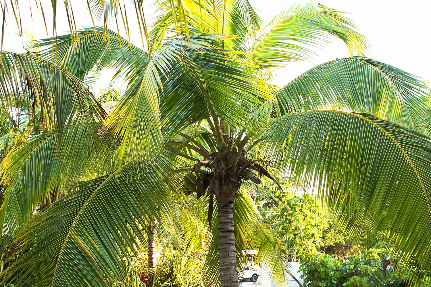 bahamas_set2_025.jpg