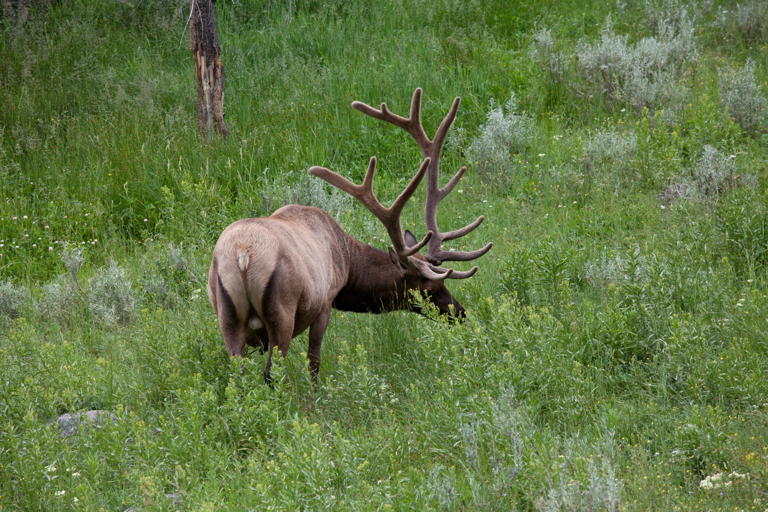 Yellowstone2013-9899.jpg