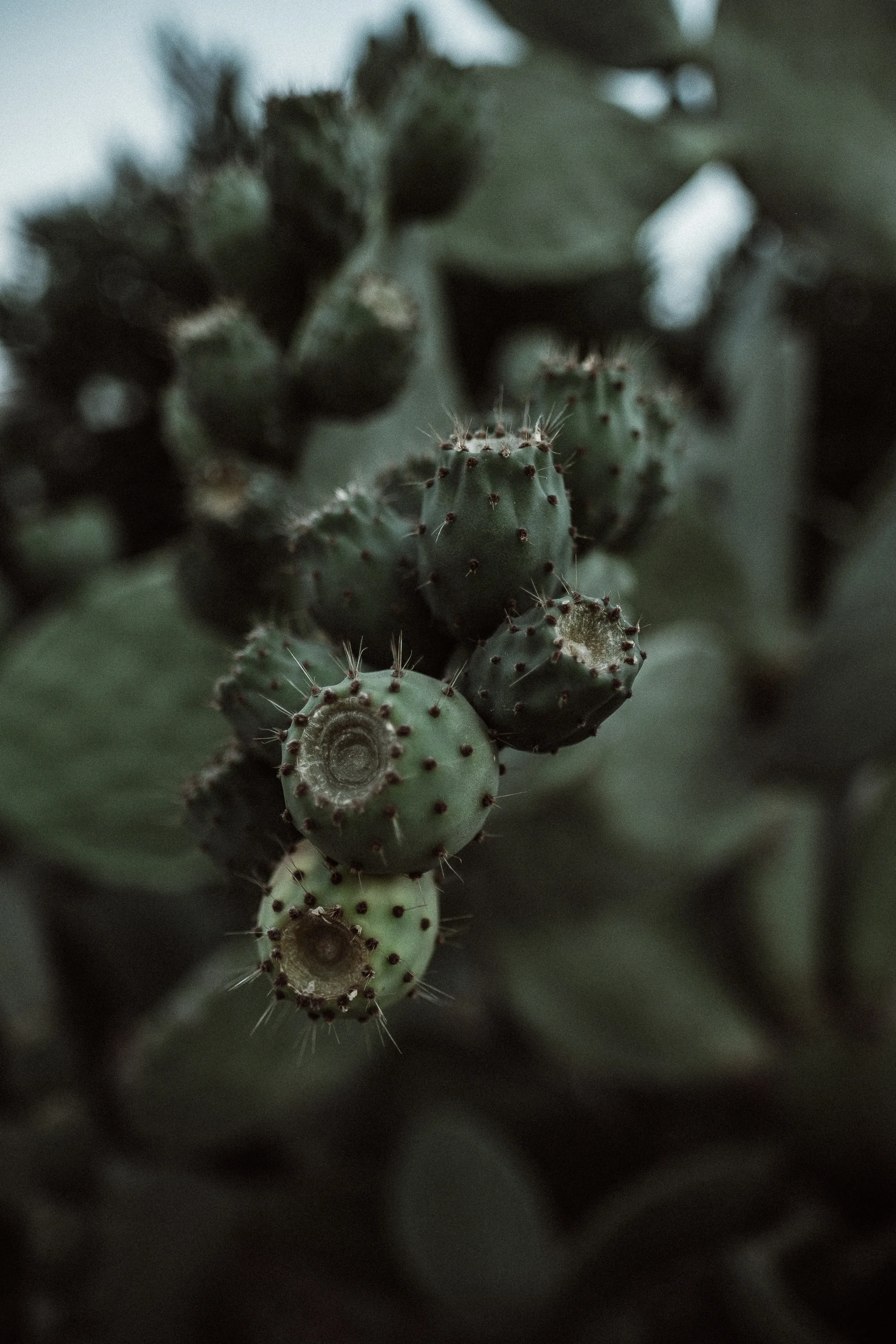 DSCF4756.jpg