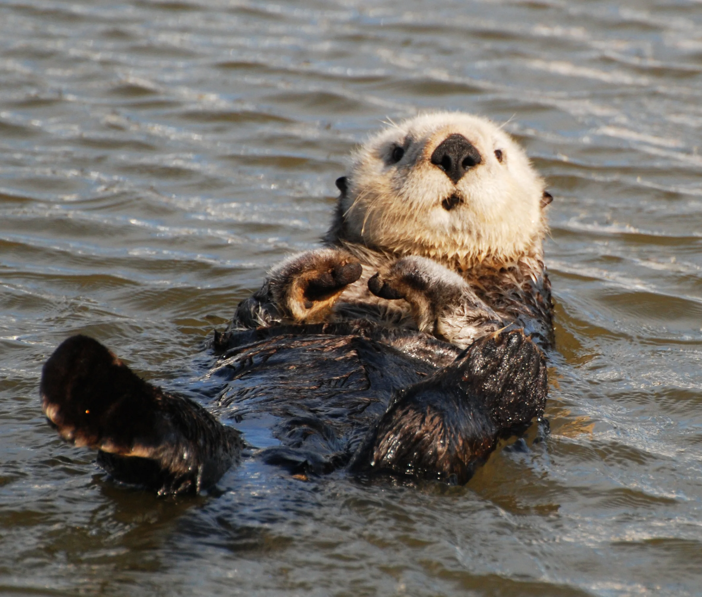 Sea-Otter-LeDent.jpg