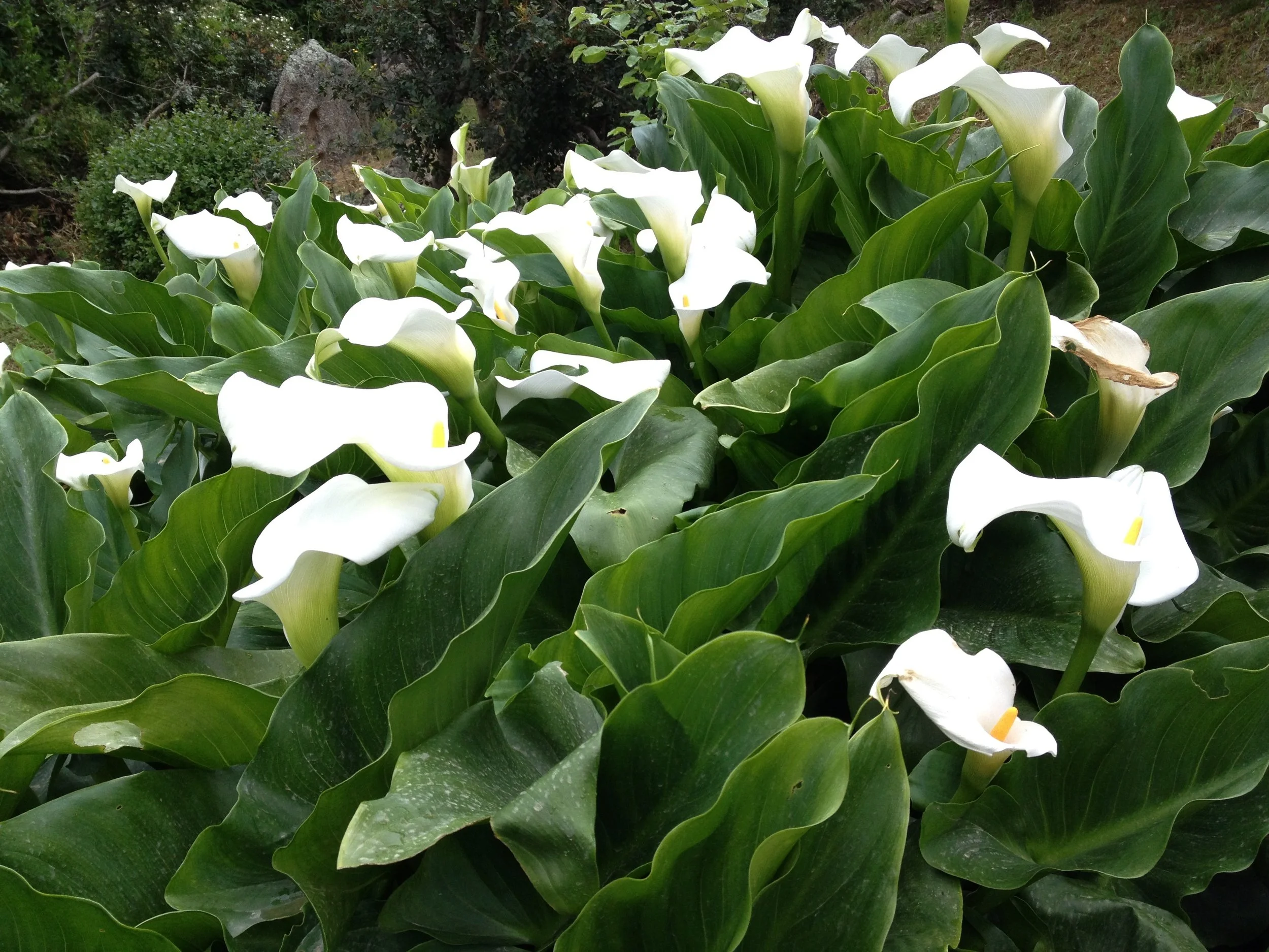 Callas galore