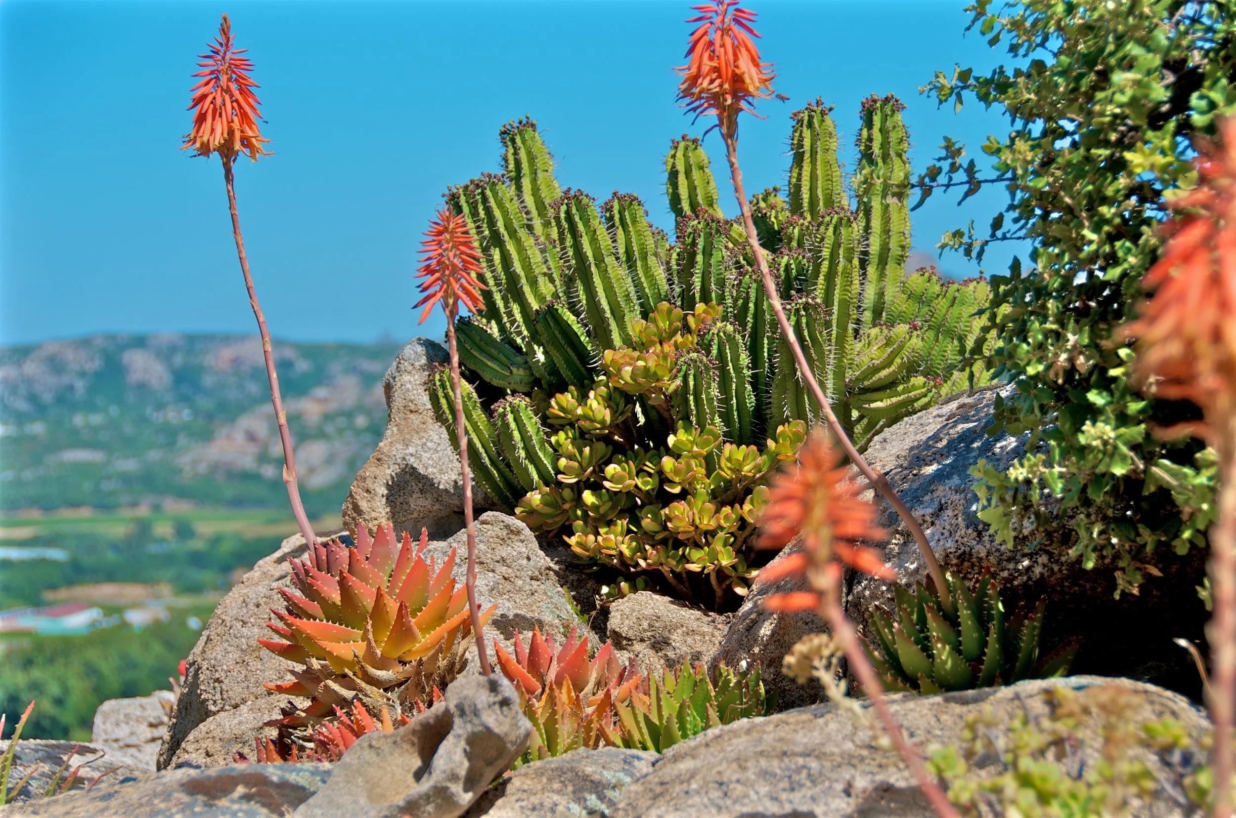 Blooming cacti