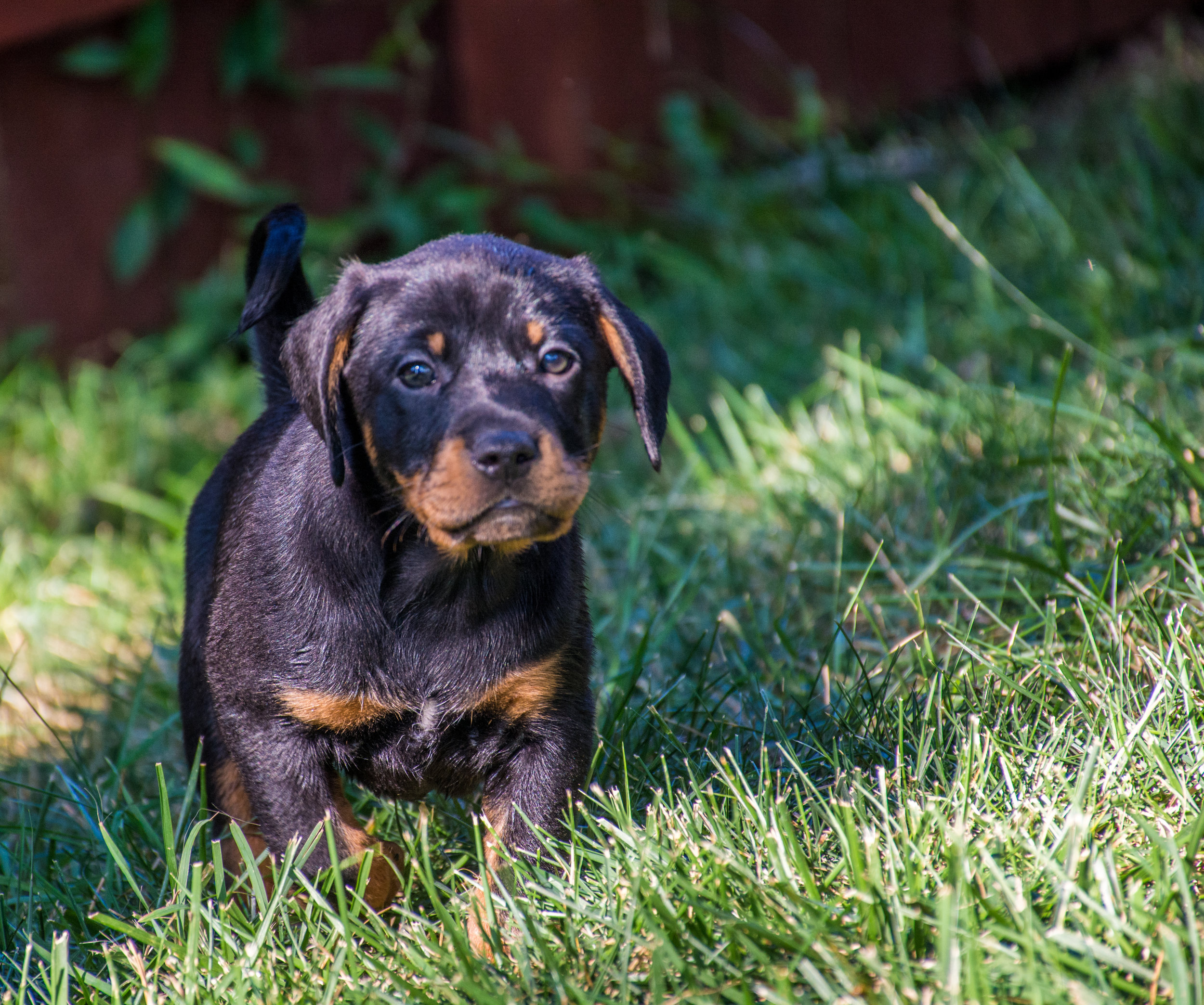 Puppies Outside-13.jpg