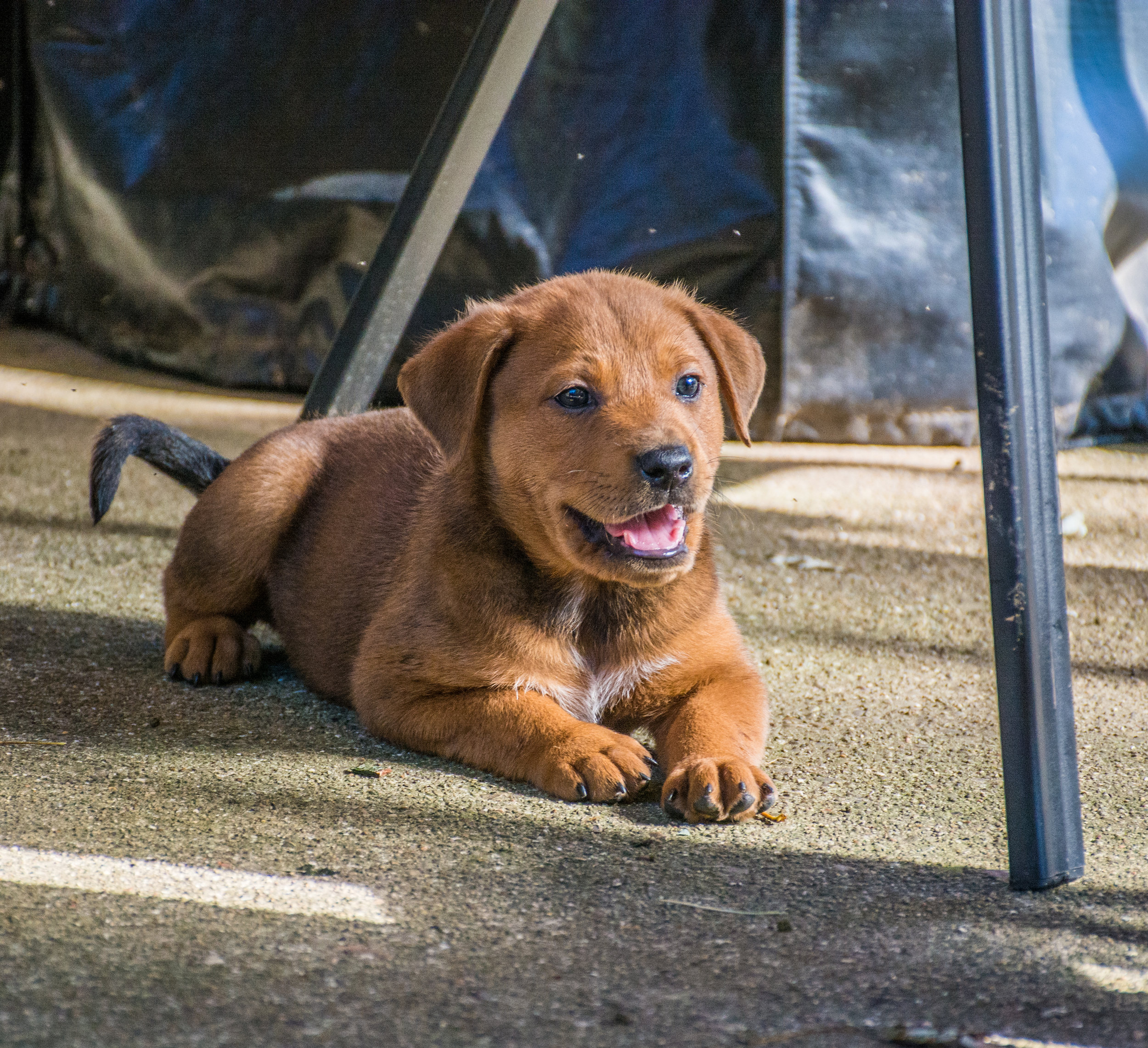 Puppies Outside-27.jpg