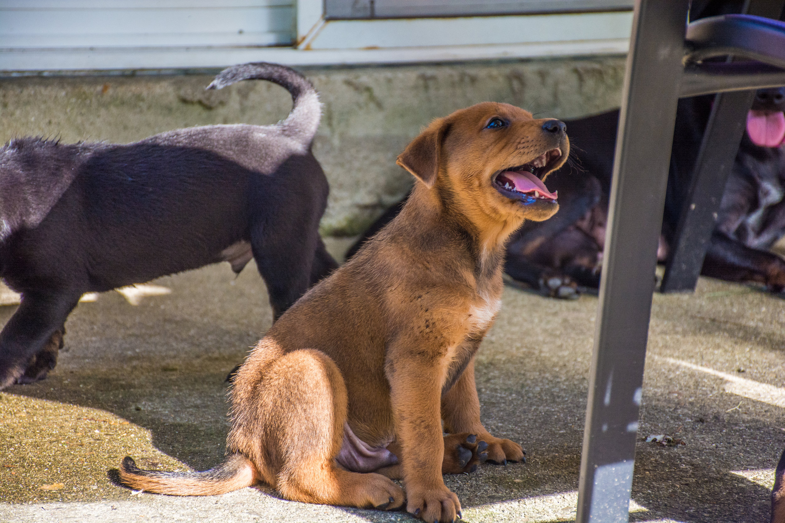 Puppies Outside-24.jpg