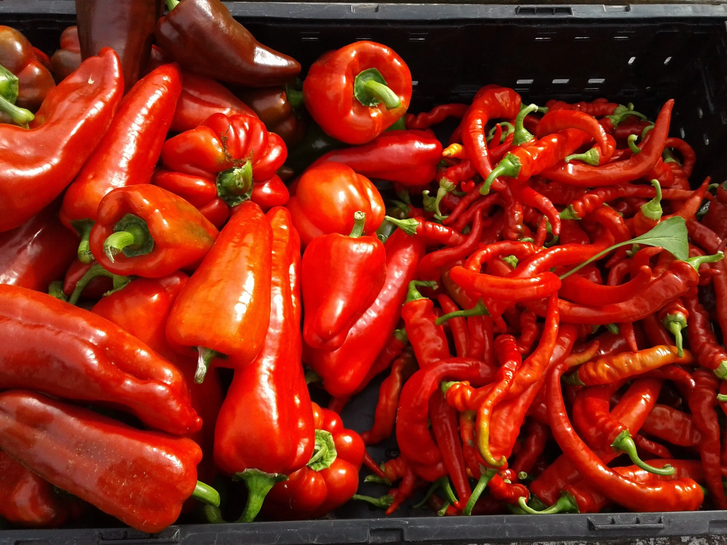 Canning Sauce Co.