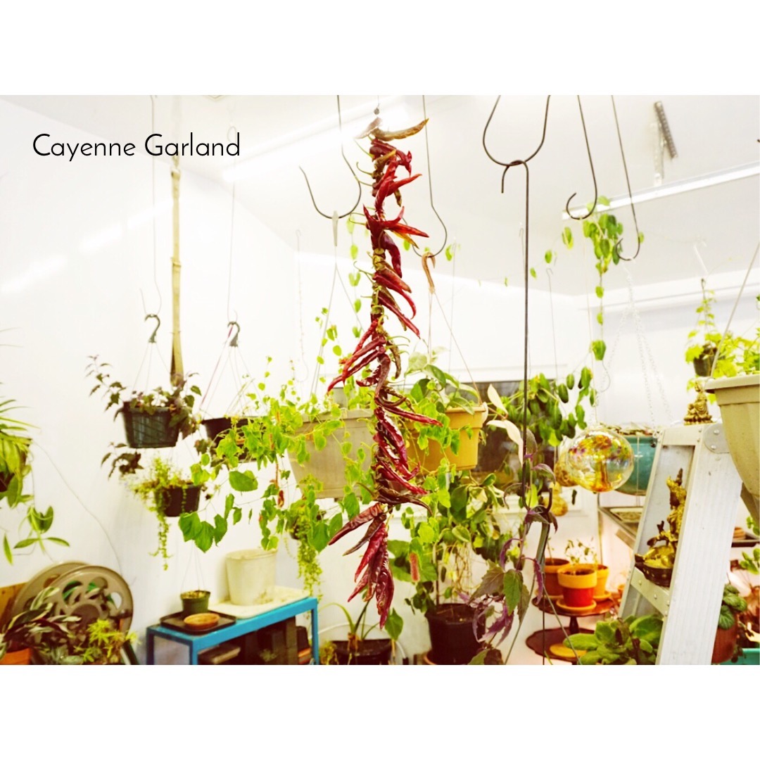CayenneGarland-Labelled.jpeg