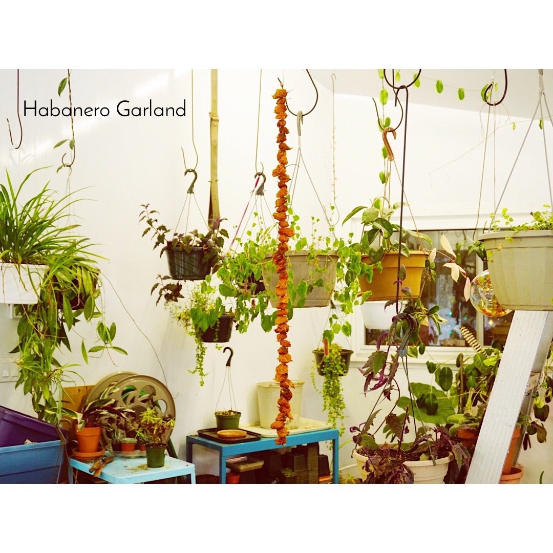 HabaneroGarland-Labelled.jpeg