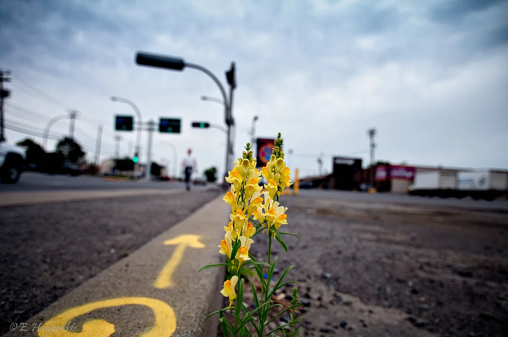 Urban_Flowers_(4710820834).jpg