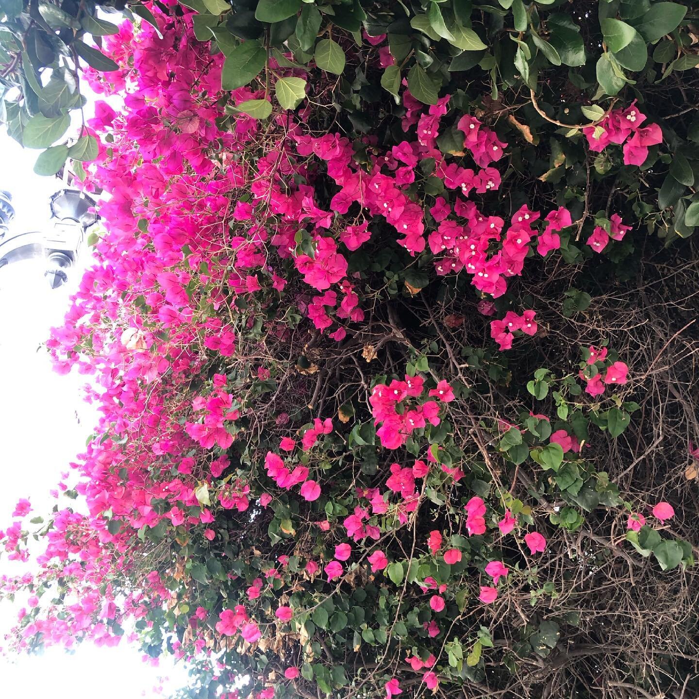 Pretty flowers spotted around LA 🌸🌼