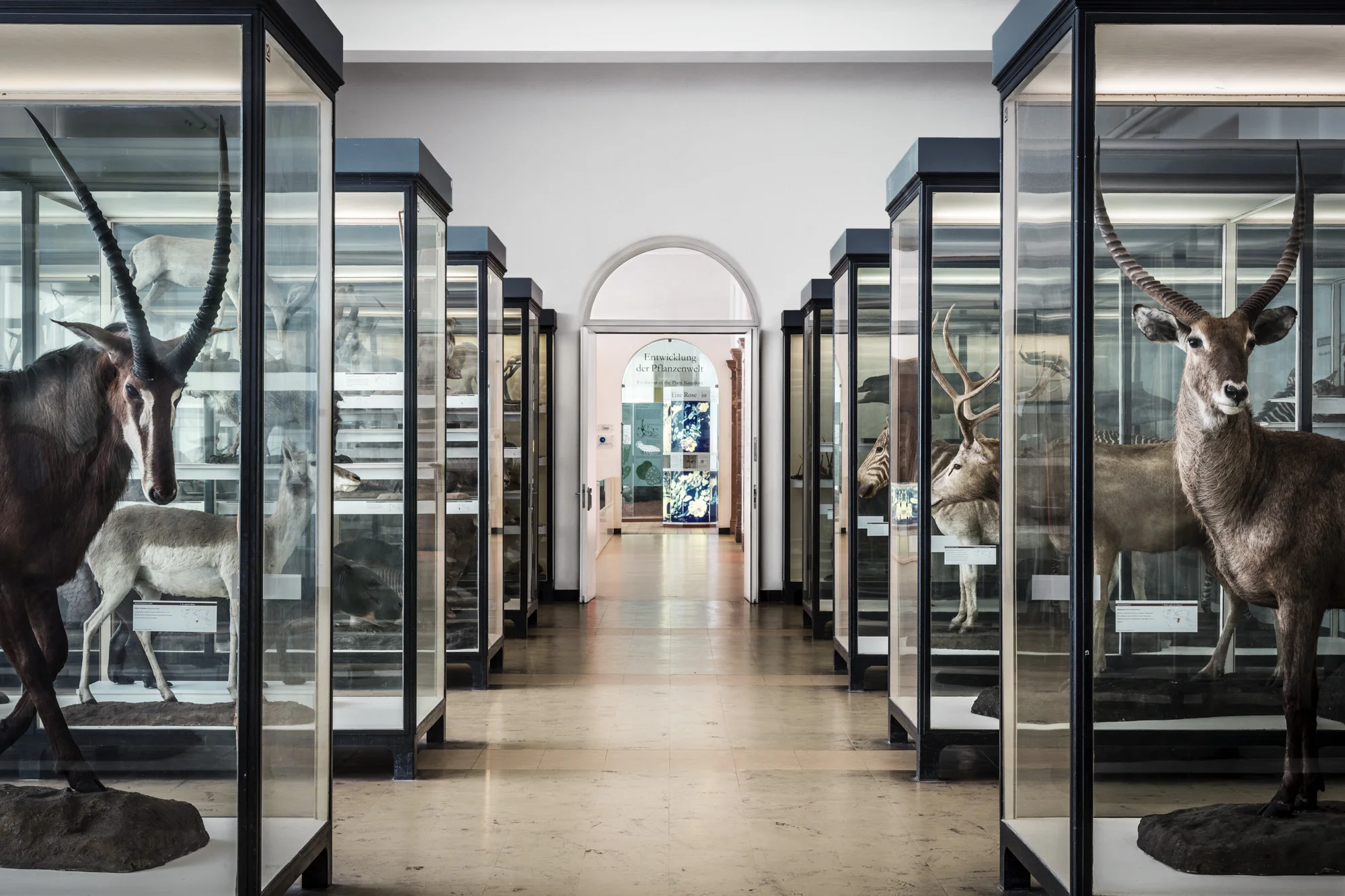 Architekturfotografie für das Senckenberg-Museum in Frankfurt am Main