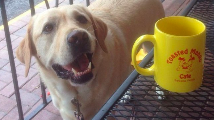 Toasted Mango Cafe's dog-friendly patio