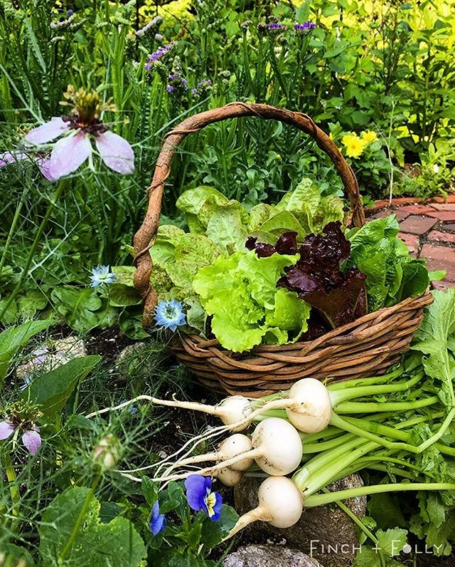 Lettuce celebrate all the things that turnip in the garden! Don&rsquo;t cringe, you all knew the veggie puns were coming😉 Happy Saturday! I started my morning with coffee &amp; cucumber beetles&hellip;always a lovely combination. Seemingly overnight