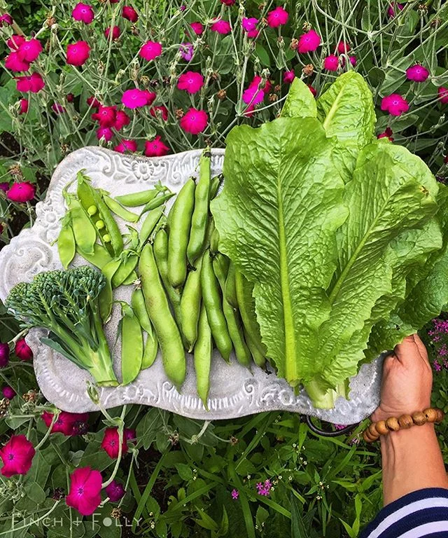 Spring veggies on a midsummer&rsquo;s day🤔 It&rsquo;s a humble harvest, but a tasty one. The first pickings of peas, broad beans &amp; broccoli, along with one of the final two Romaines (only one head romaines🤣). I just posted in Stories about when