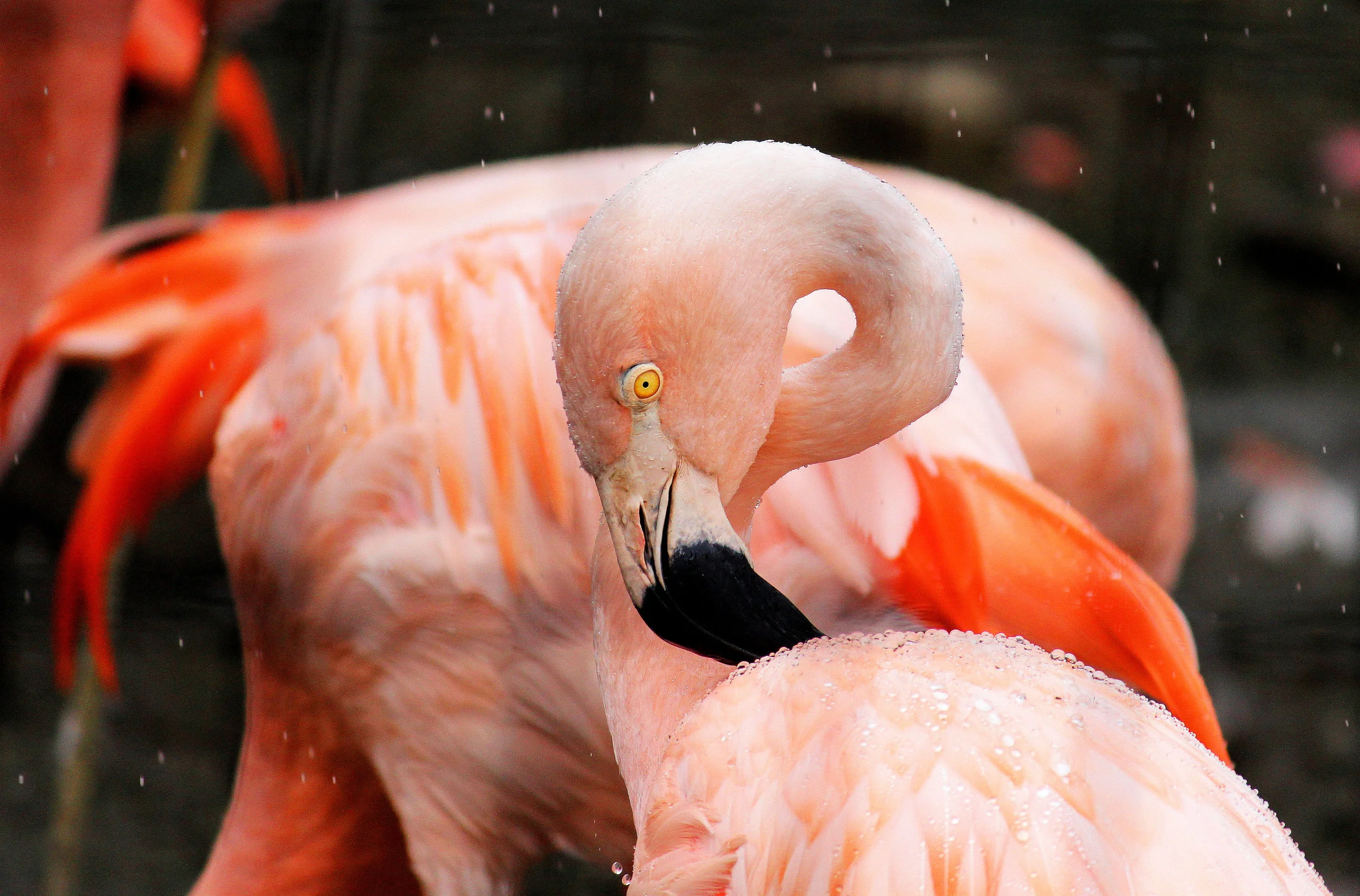 flamingos