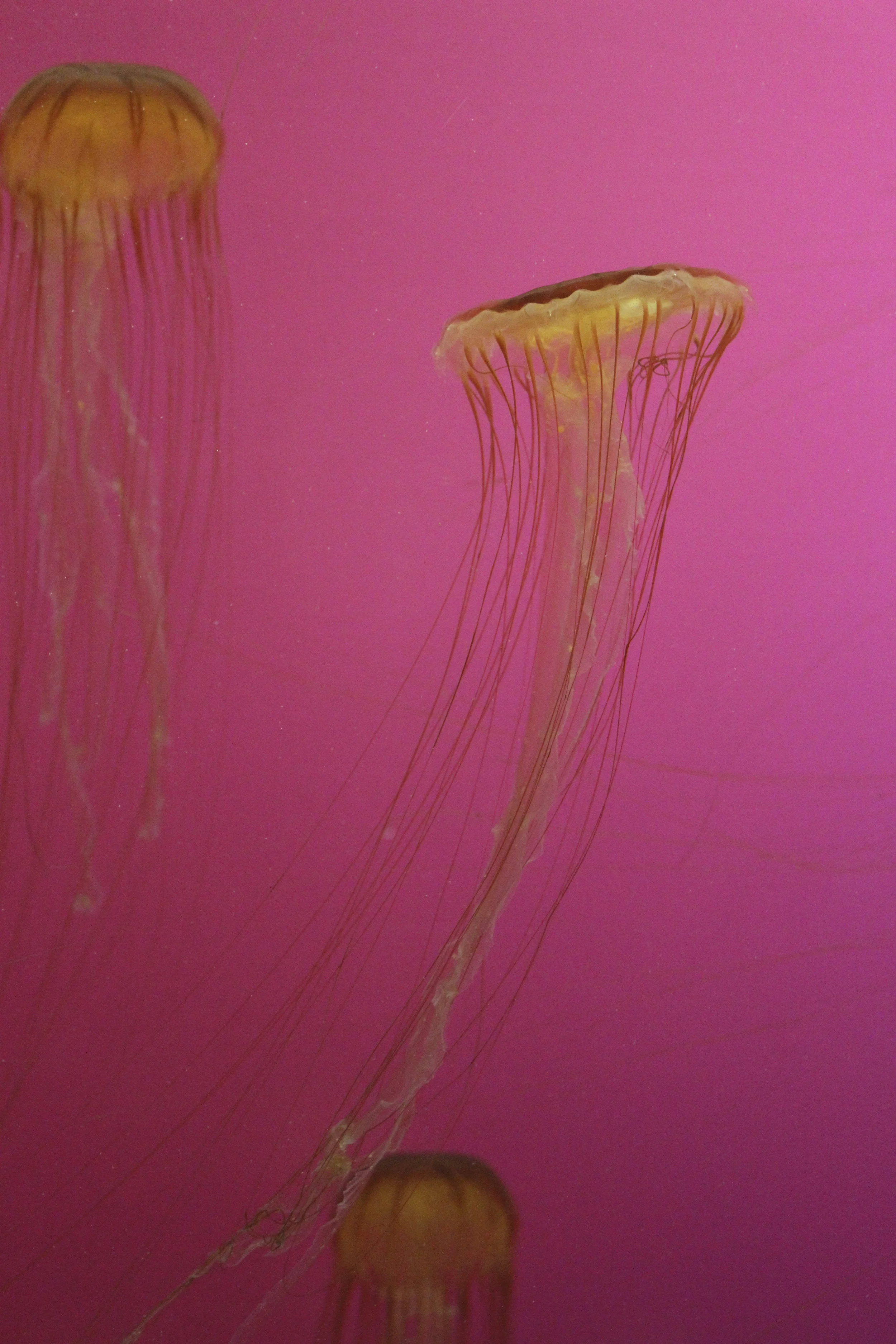 jellyfish 