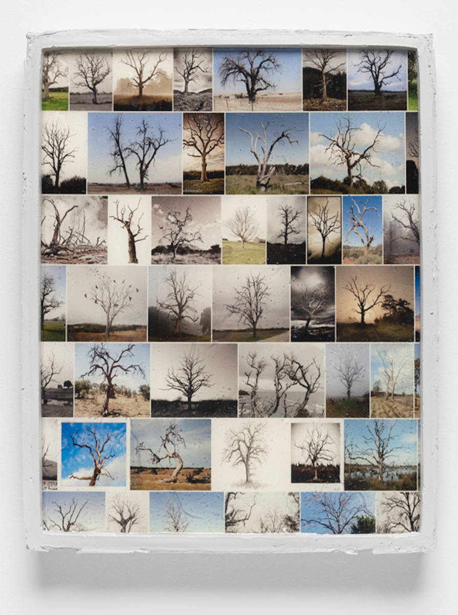 Framed Image (dead trees)