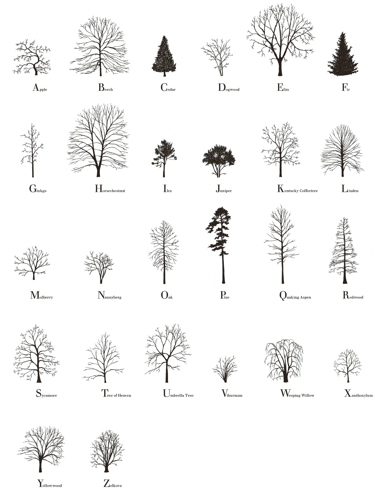 Tree Alphabet, 2015, handmade offset print on paper, 308gm, 50 x 70 cm, edition of 50. Signed, numbered and dated by the artist. Buy prints here.