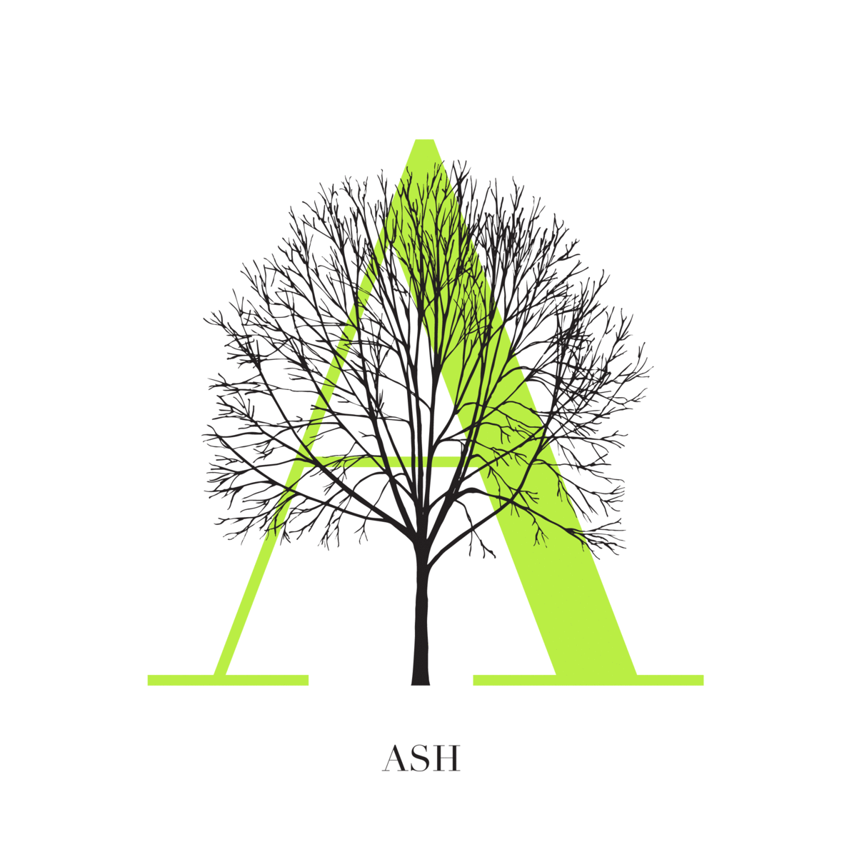 TreesNYC Lime 2 jan 16.gif