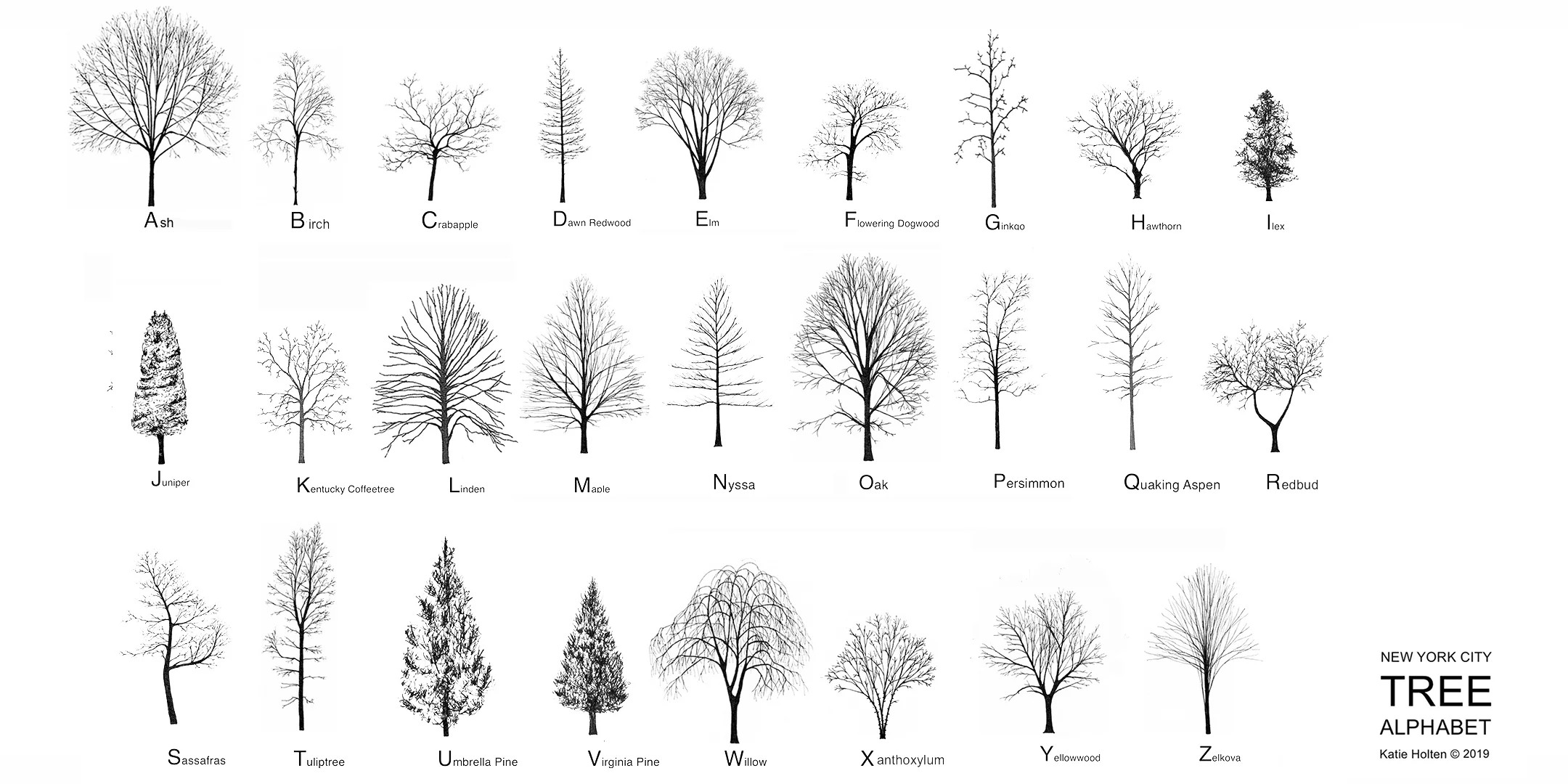 Katie Holten. New York City Tree Alphabet 2019. wide.jpg