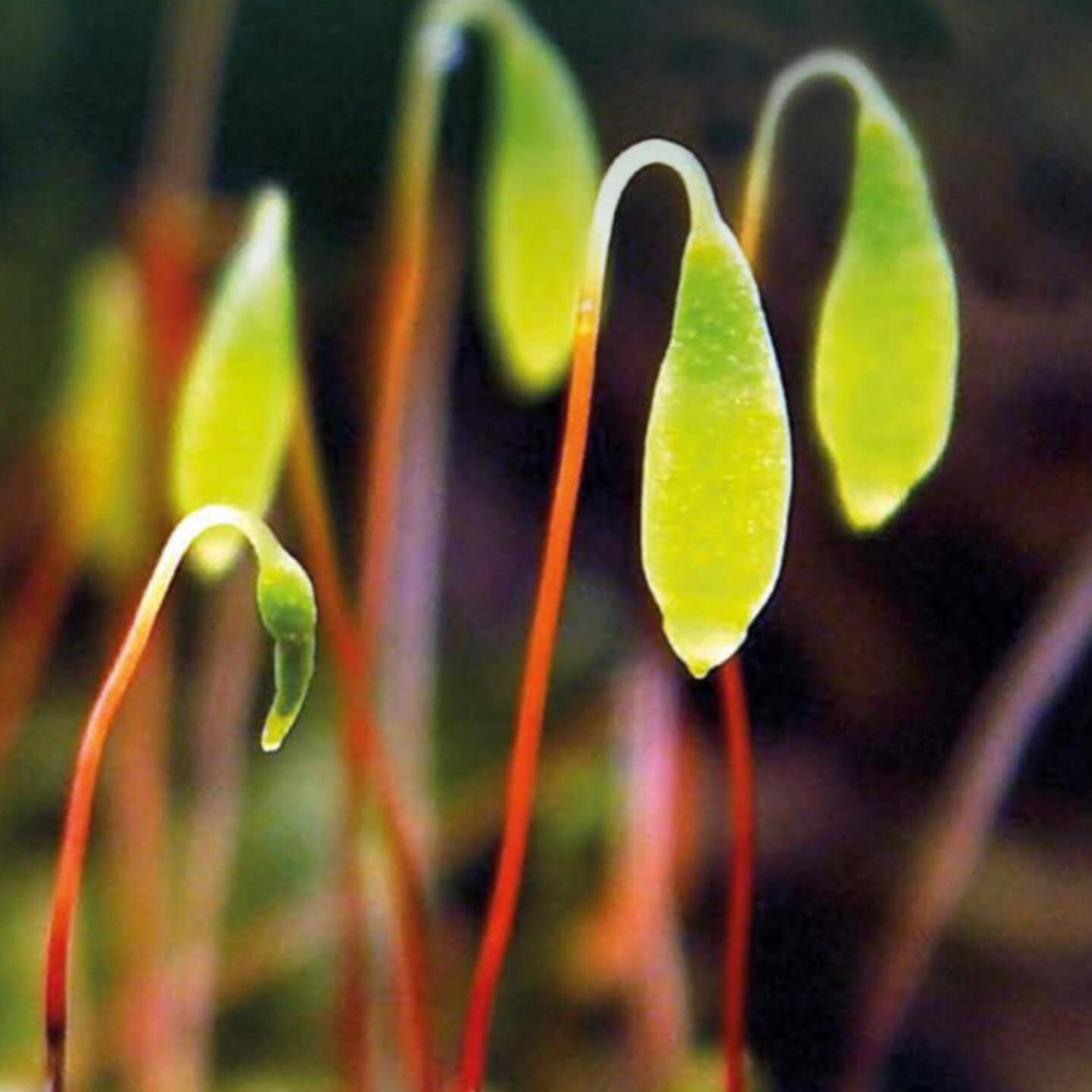 Bogs are superheroes. It&rsquo;s the sphagnum mosses that give them their superpowers. 💪

Climate Action Week starts today so it&rsquo;s a good time to appreciate the beauty of these magic mosses. 🤩

Without Sphagnum mosses there would be no bogs i