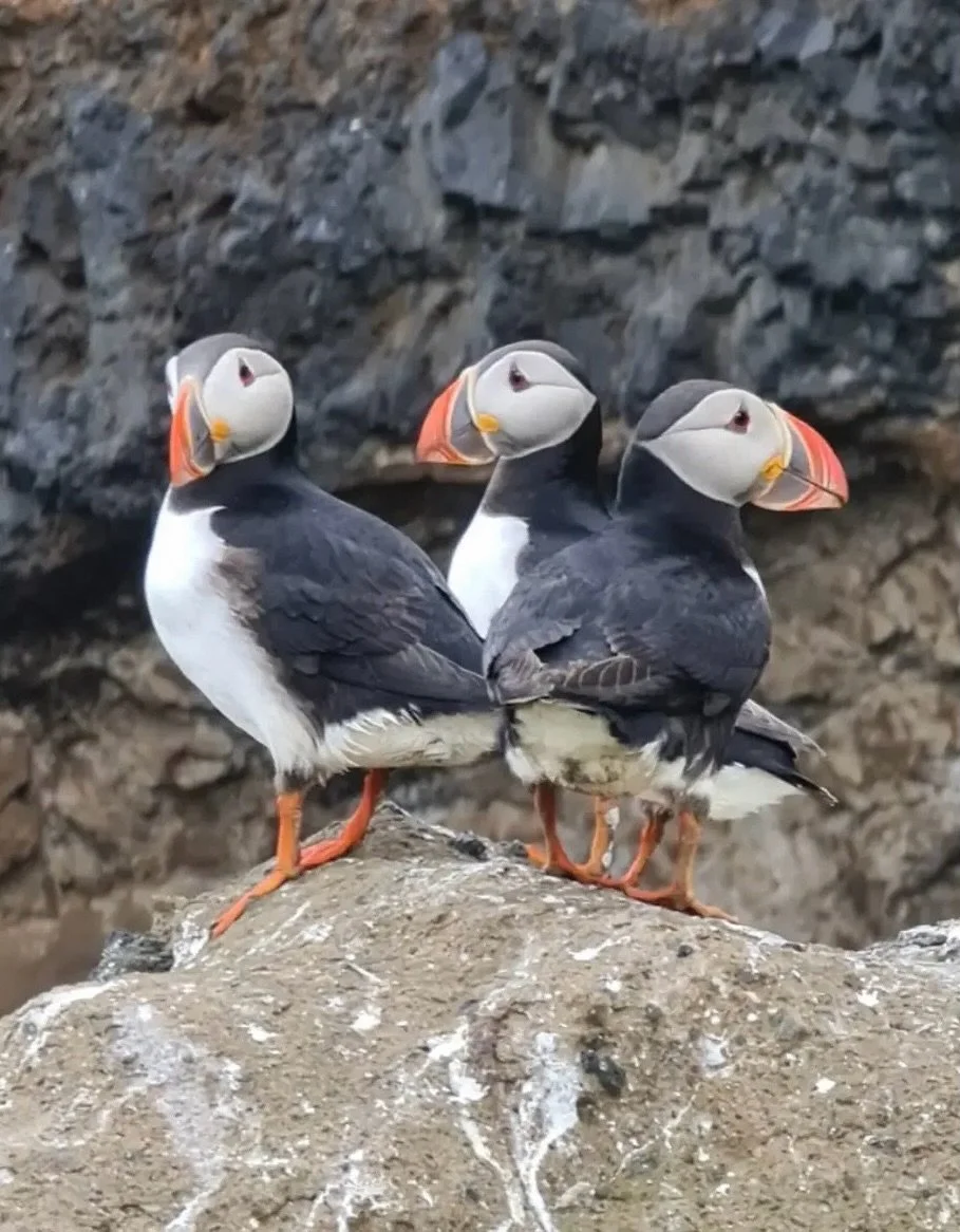 Puffins! Iceland was full of so much magic. A highlight was visiting puffin island 🥰

The Three Muses! The first photo is by my fellow artist in residence @cathiepilkington. She took the gorgeous portrait around the same time I was hit by the flying