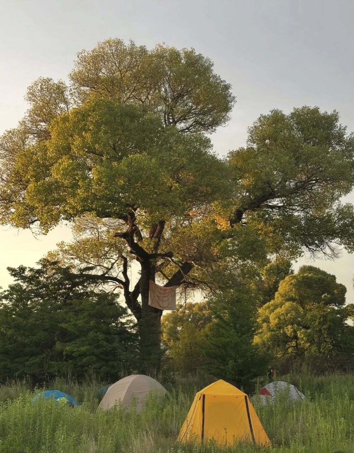 ‼️ In Lochiel, Arizona, a single ancient cottonwood tree stands in the way of the construction of the fascist regime&rsquo;s border wall. For two weeks, demonstrators have occupied the tree and defended it against construction crews and border patrol