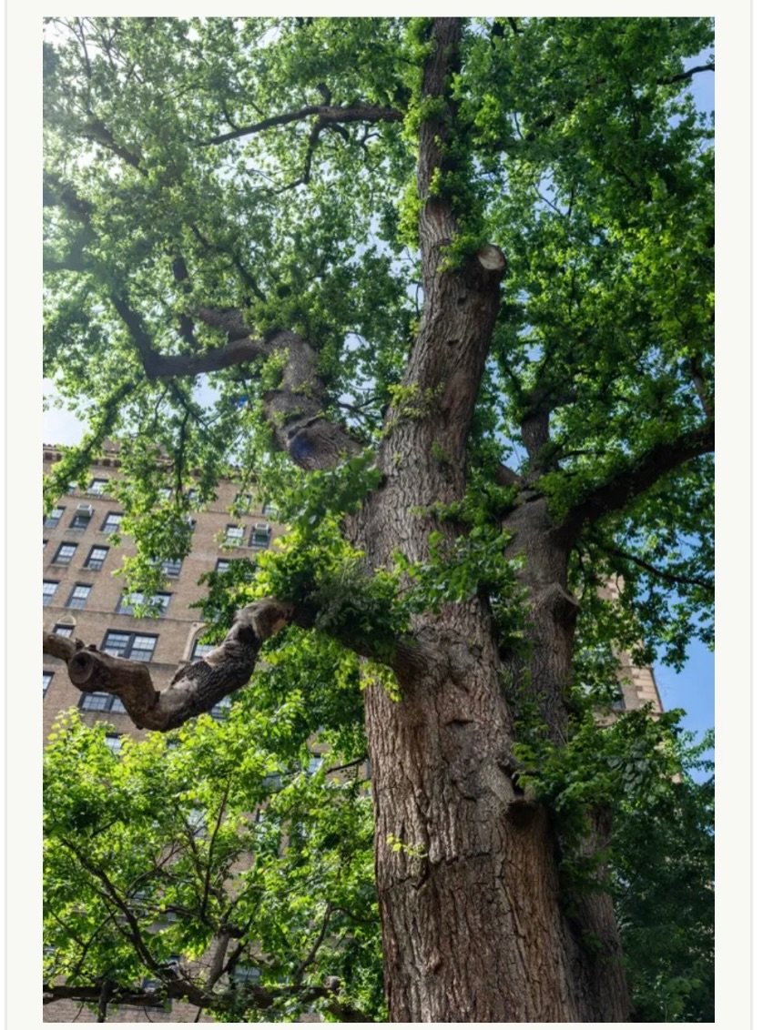 It was lovely to see our English Elm in the New York Times at the weekend. I&rsquo;ll be with this special tree on Sunday, September 20th, 11.30am - 1pm. Join me for TREE WONDER 🌿

This beautiful tree at the northwest corner of Washington Square Par