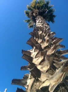 I have a love affair with palm tree