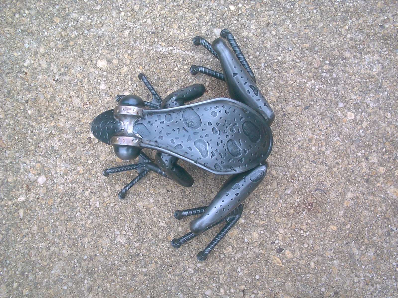 9 spot frog top.JPG